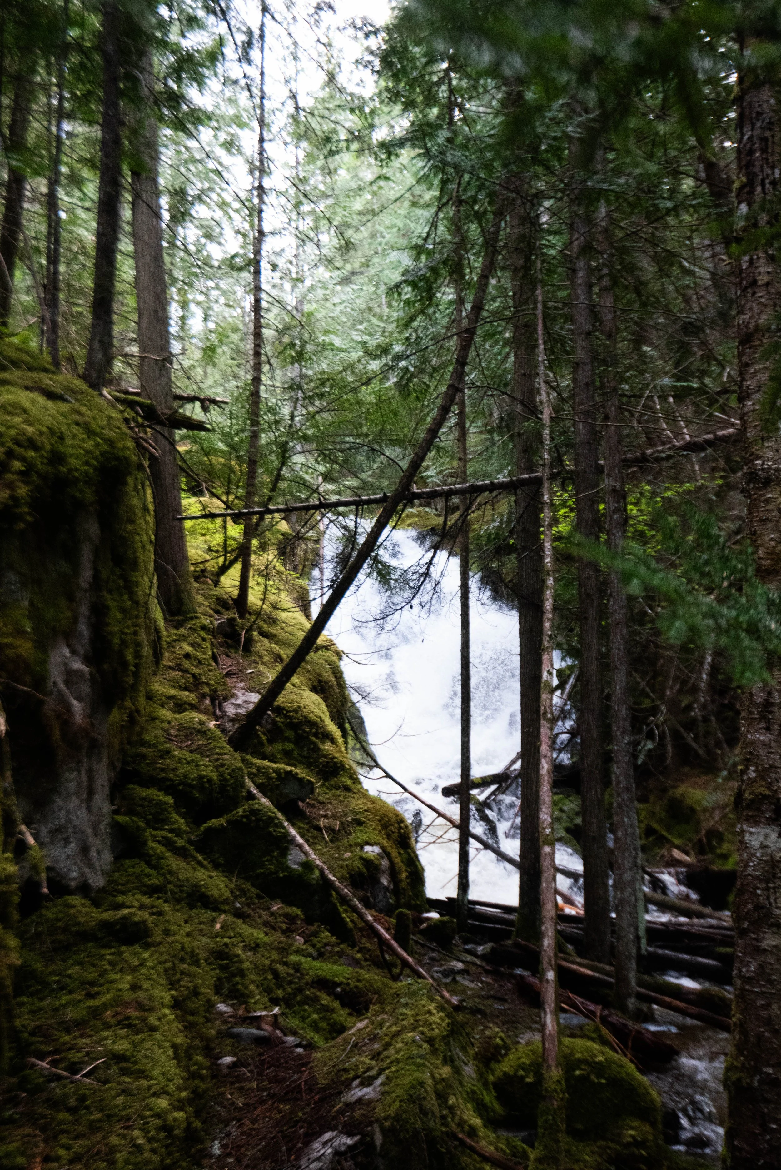 A dense forest with tall trees, moss-covered rocks, and a small stream or waterfall flowing through the scene.