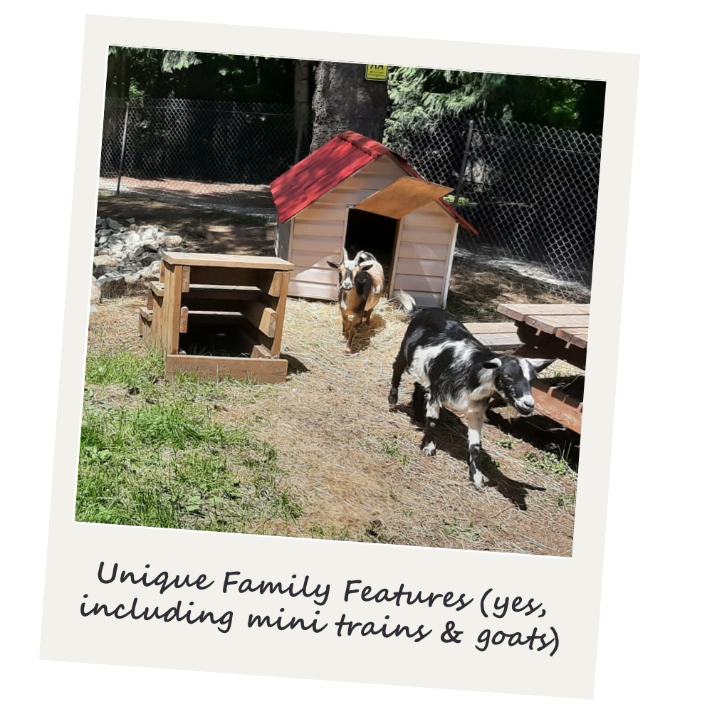 Two goats in outdoor enclosure with small wooden house, mini train, and wooden platform, surrounded by trees and a chain-link fence.