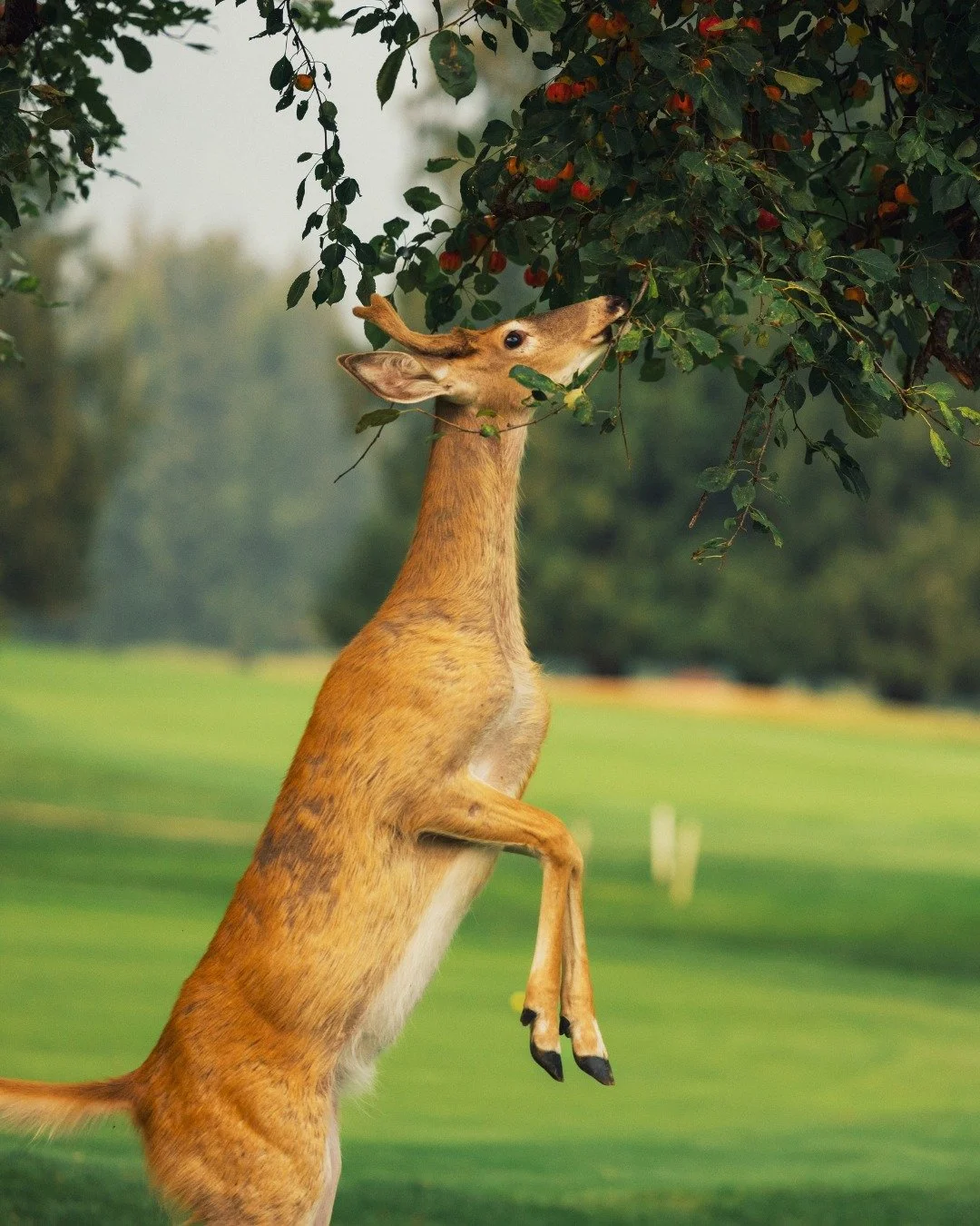 A kangaroo reaching up on its hind legs to eat berries from a tree.