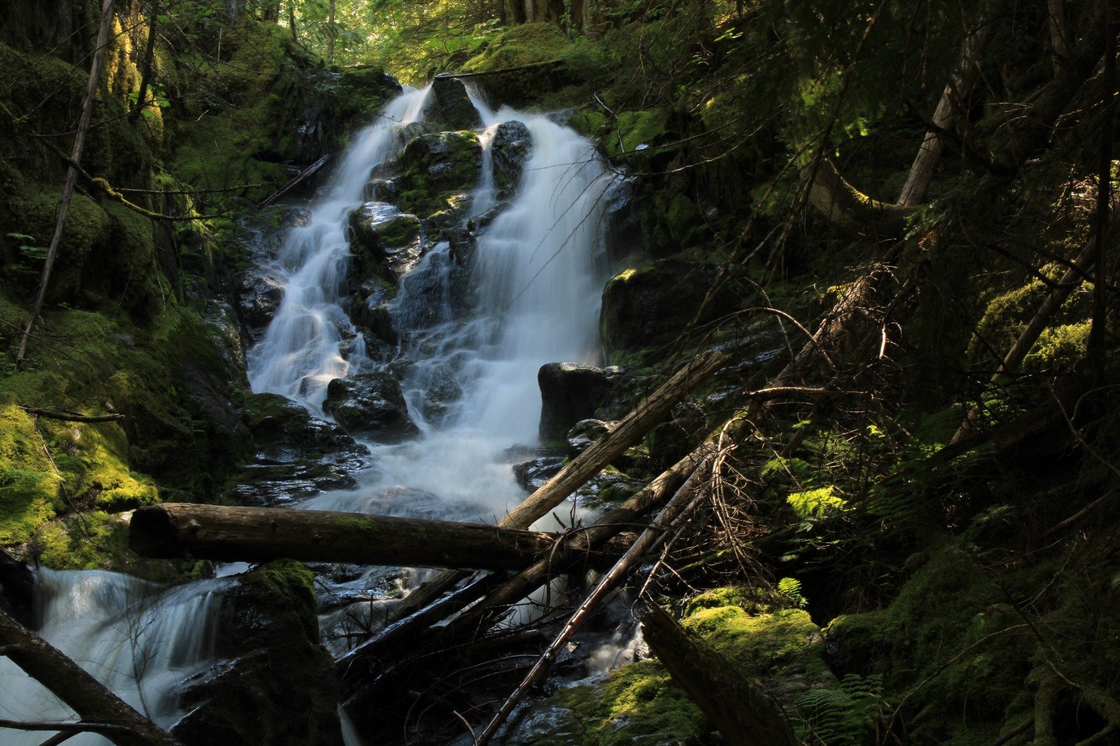 A small waterfall flowing over moss-covered rocks in a dense forest with trees and fallen branches surrounding it.