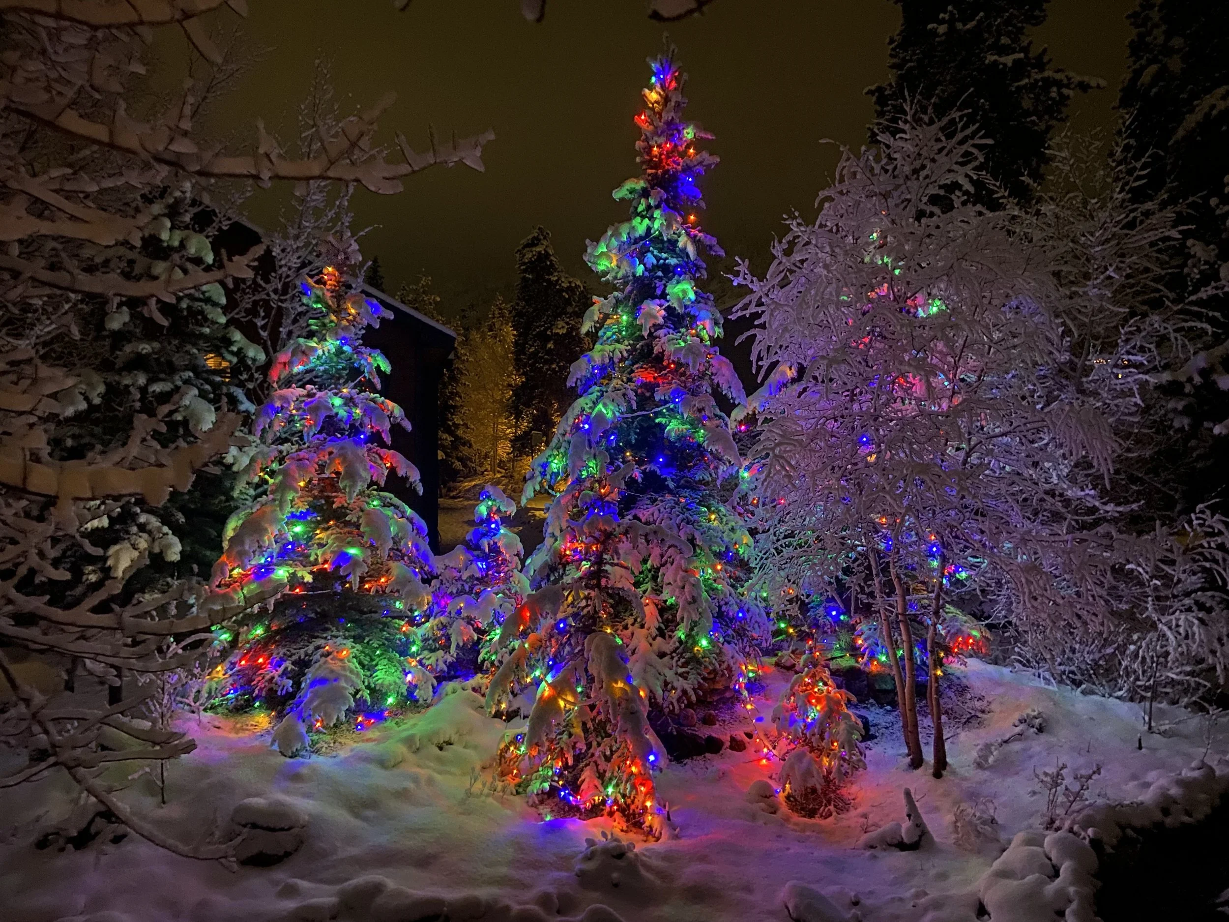 Snow-covered evergreen trees decorated with colorful Christmas lights at night in a winter landscape.