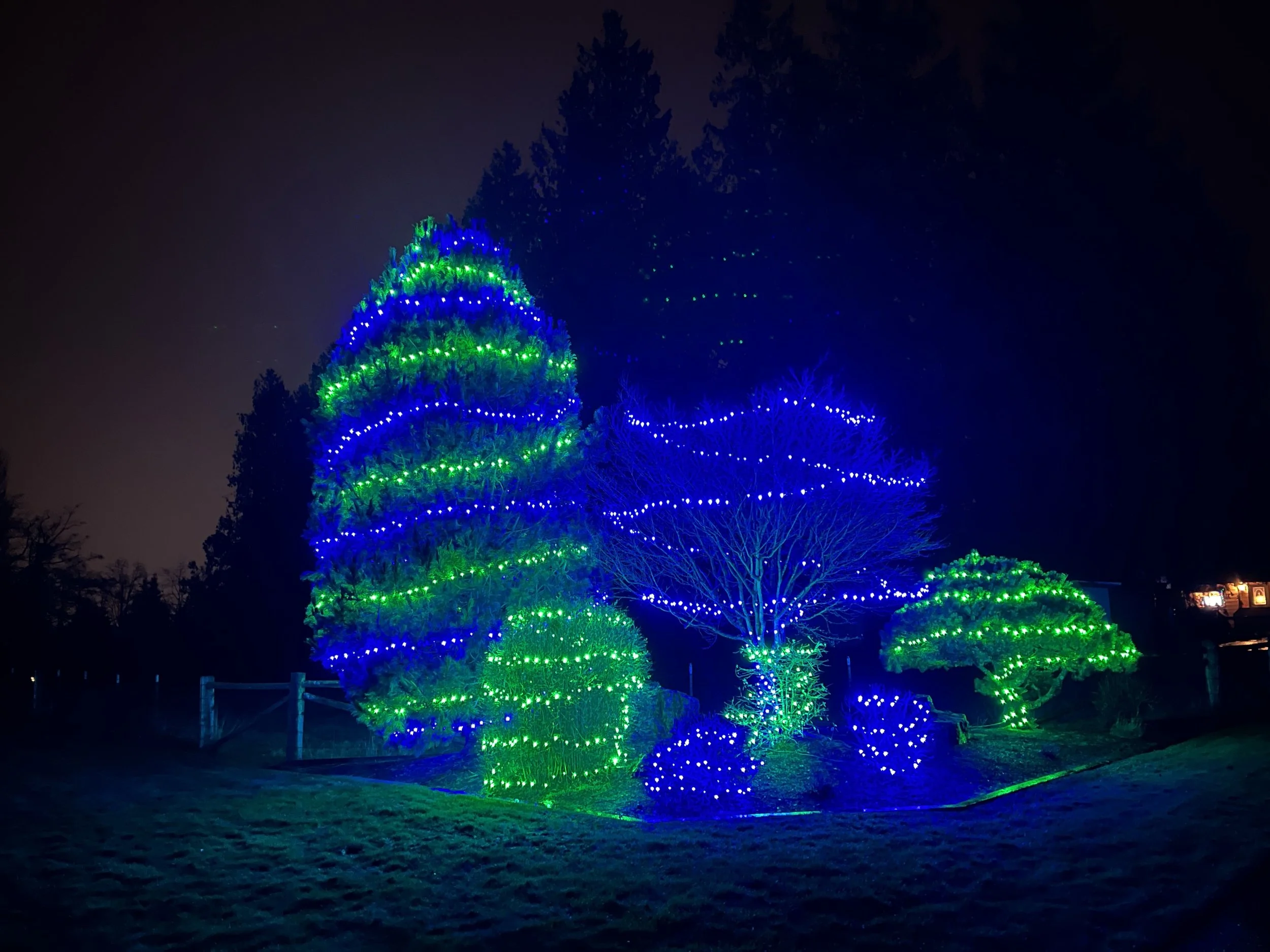 Nighttime outdoor scene with a large tree decorated with colorful green and blue Christmas lights.