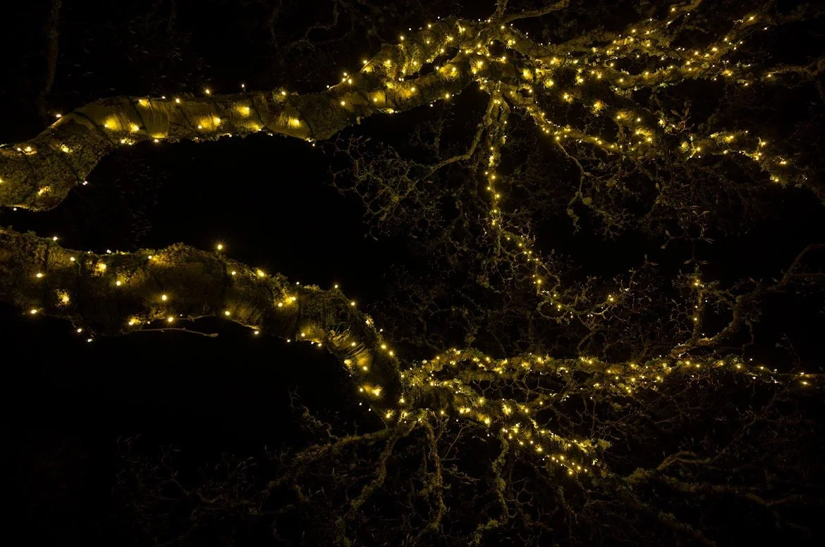 Close-up of a tree branch decorated with small, yellow fairy lights at night, highlighting the intricate bark and numerous twinkling lights.