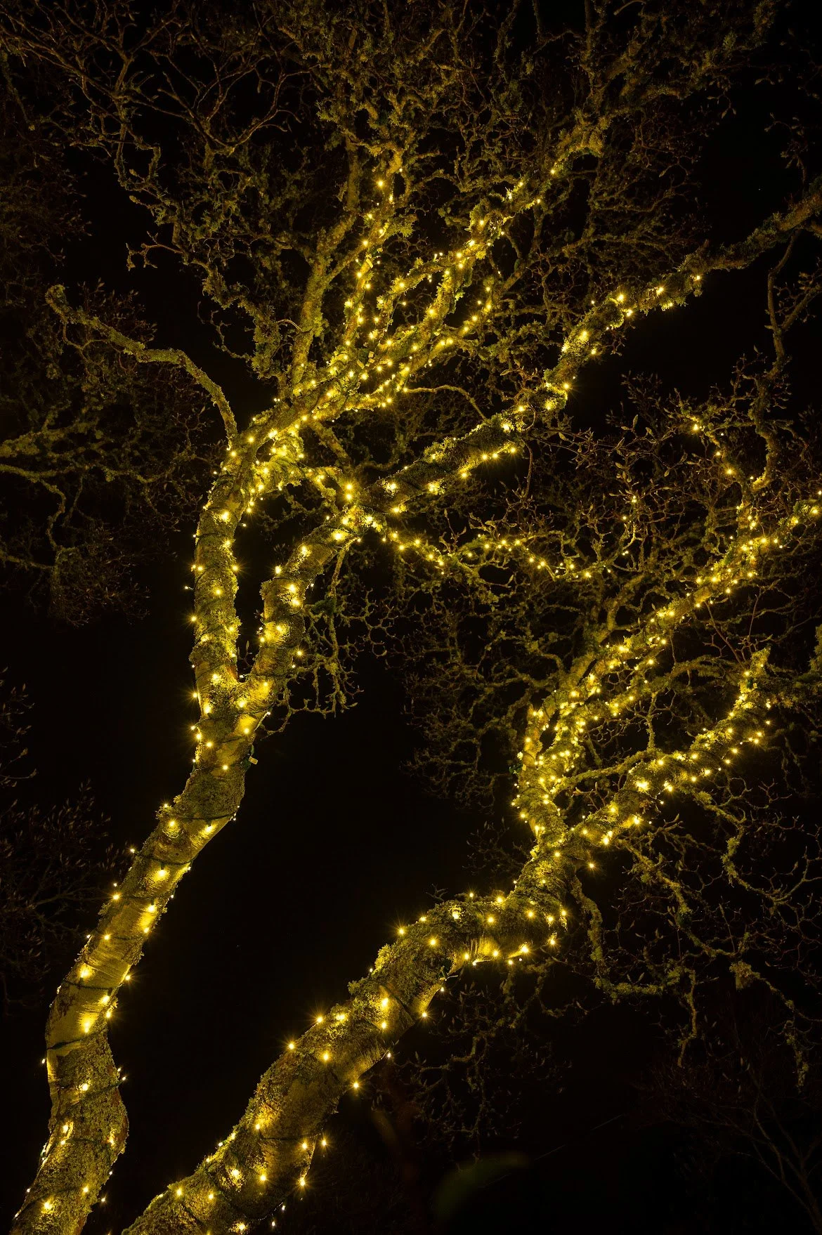 Tree branches wrapped with yellow string lights against a dark night sky.