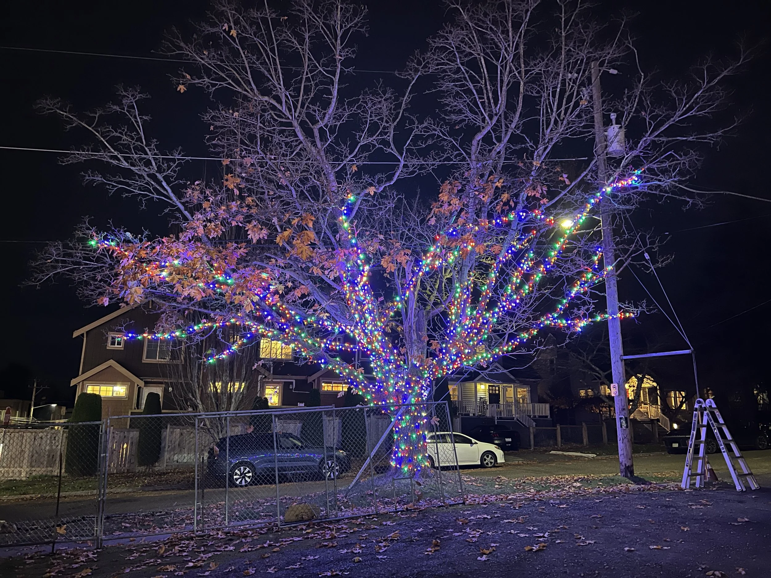 Cali wrapped style tree