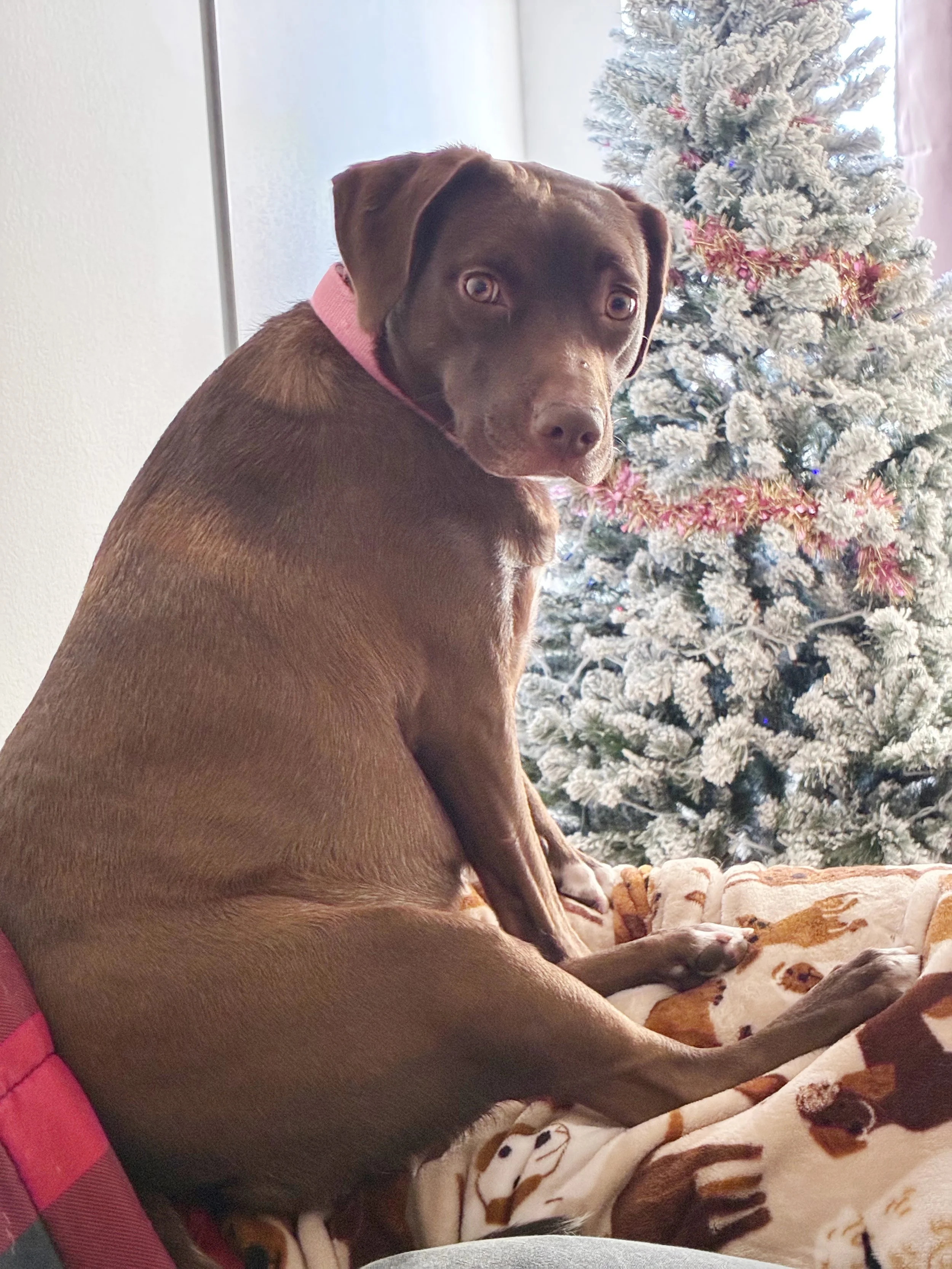 A brown dog with a pink collar sitting next to a decorated Christmas tree, looking at the camera.