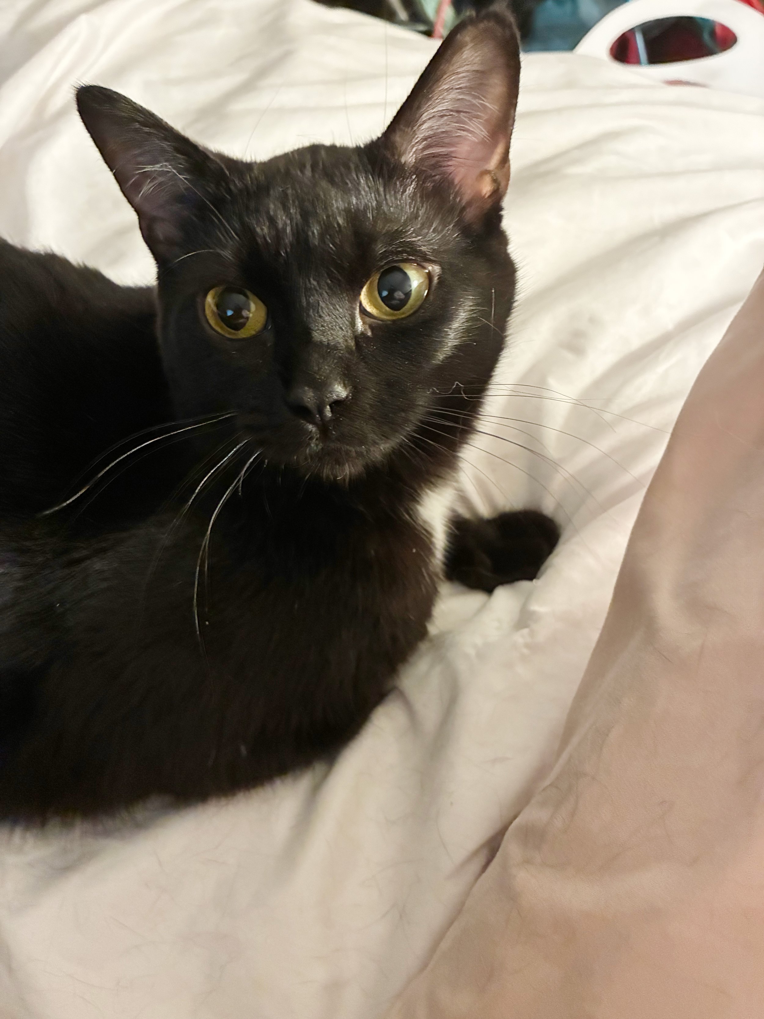 Close-up of a black cat with yellow eyes lying on a white bedspread.