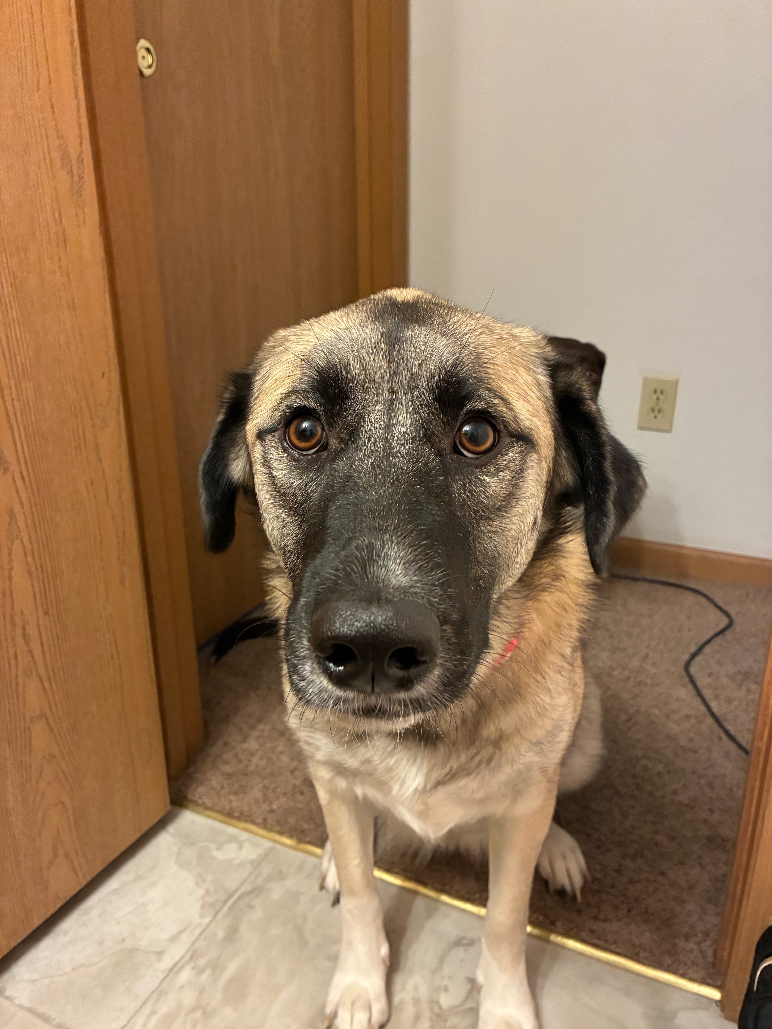 A large dog with a mixed coat color, primarily tan with black and gray markings, standing inside a home near a wooden door and a wall outlet, looking directly at the camera.