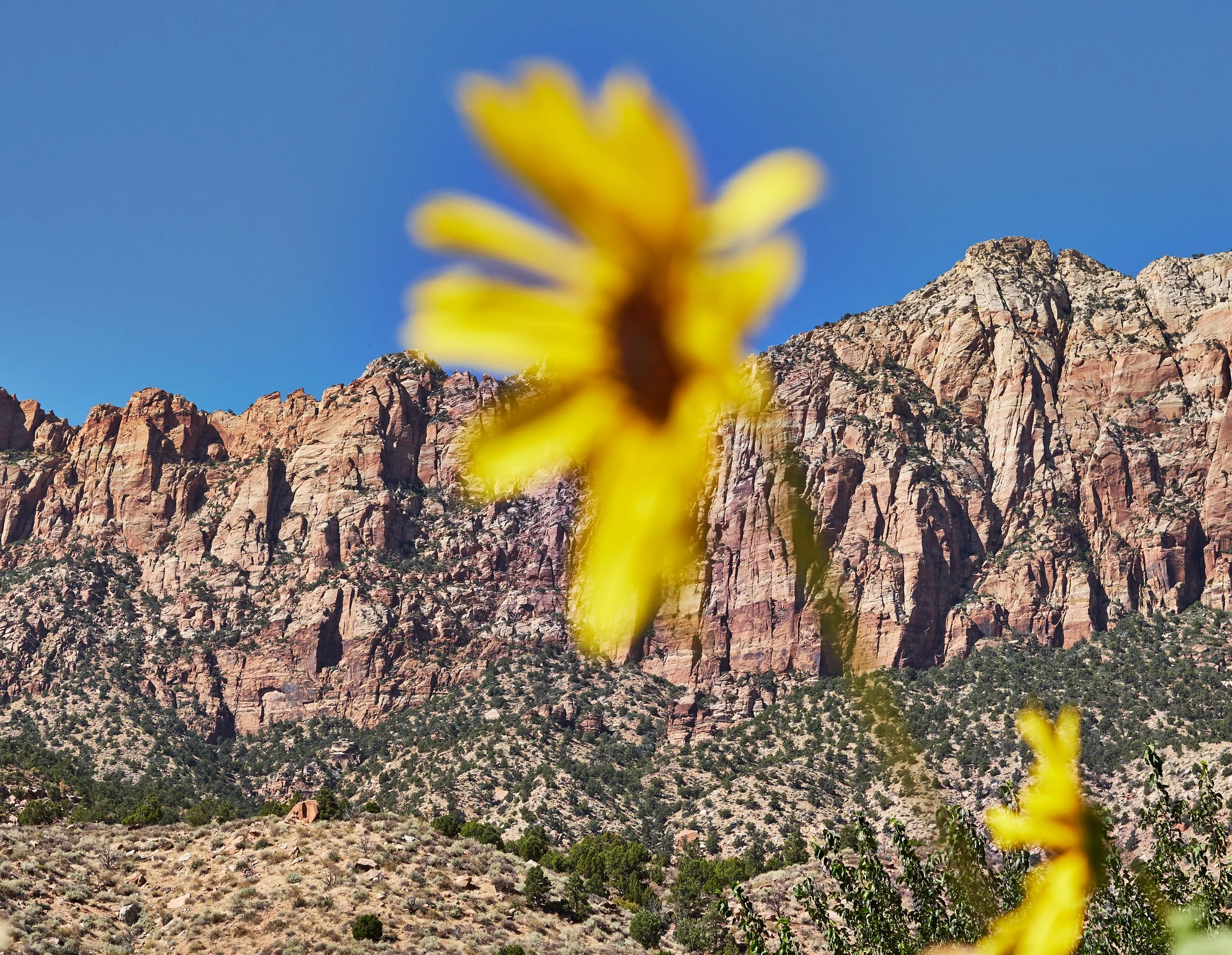 Big daisy, pink rock mountains, Springdale