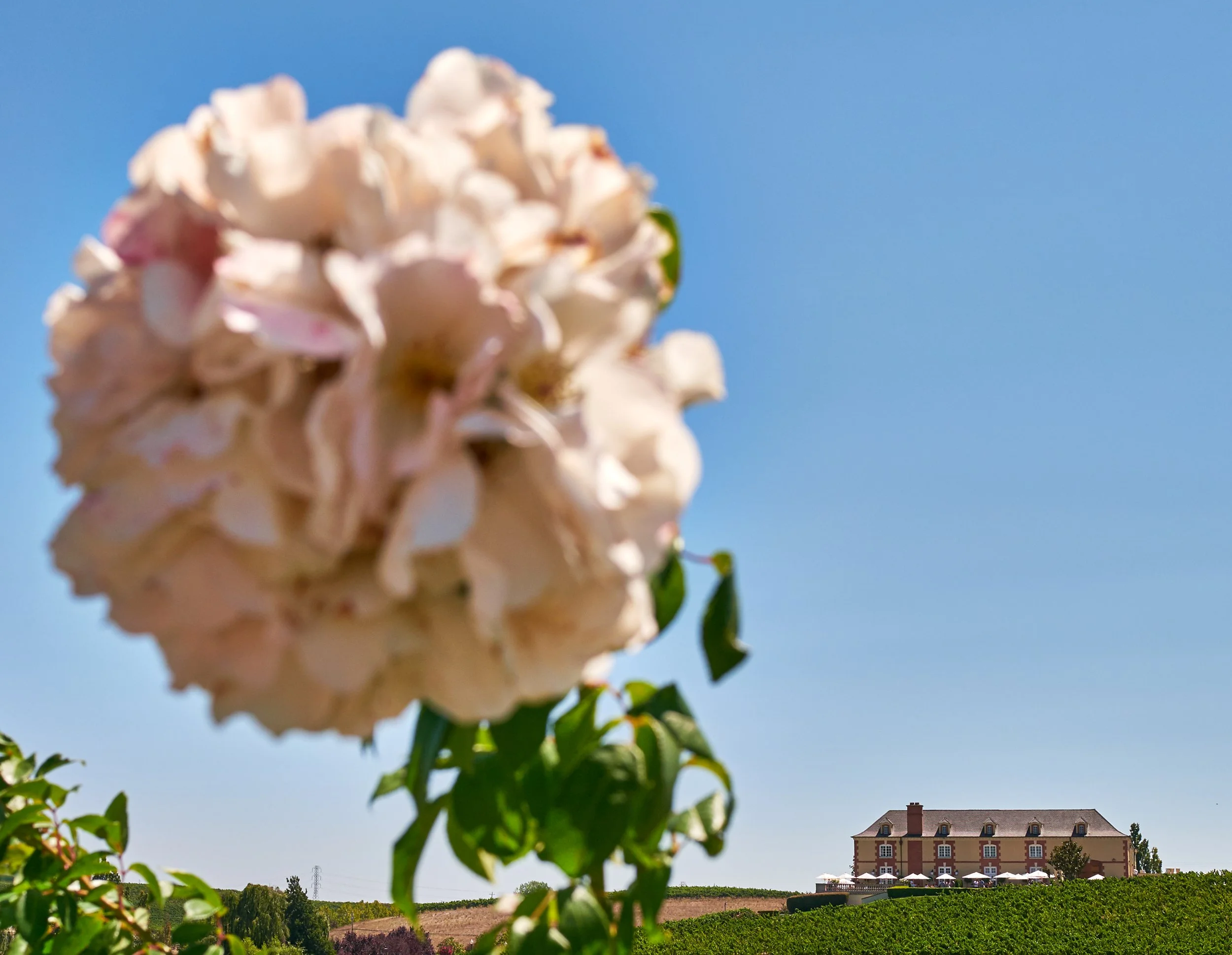 Large flower, small  wine estate, California