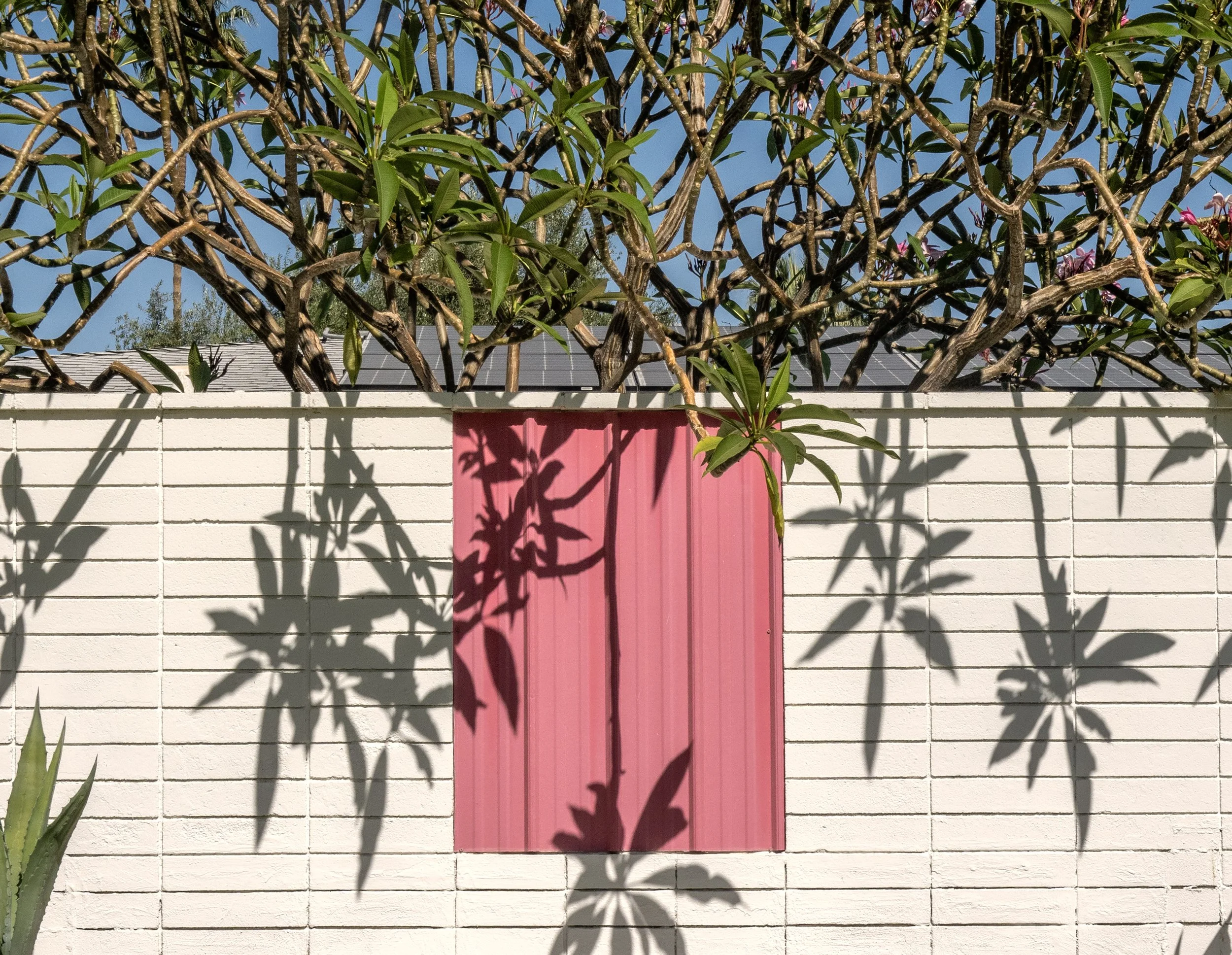 Pink  house, leaf shadows, Palm Springs
