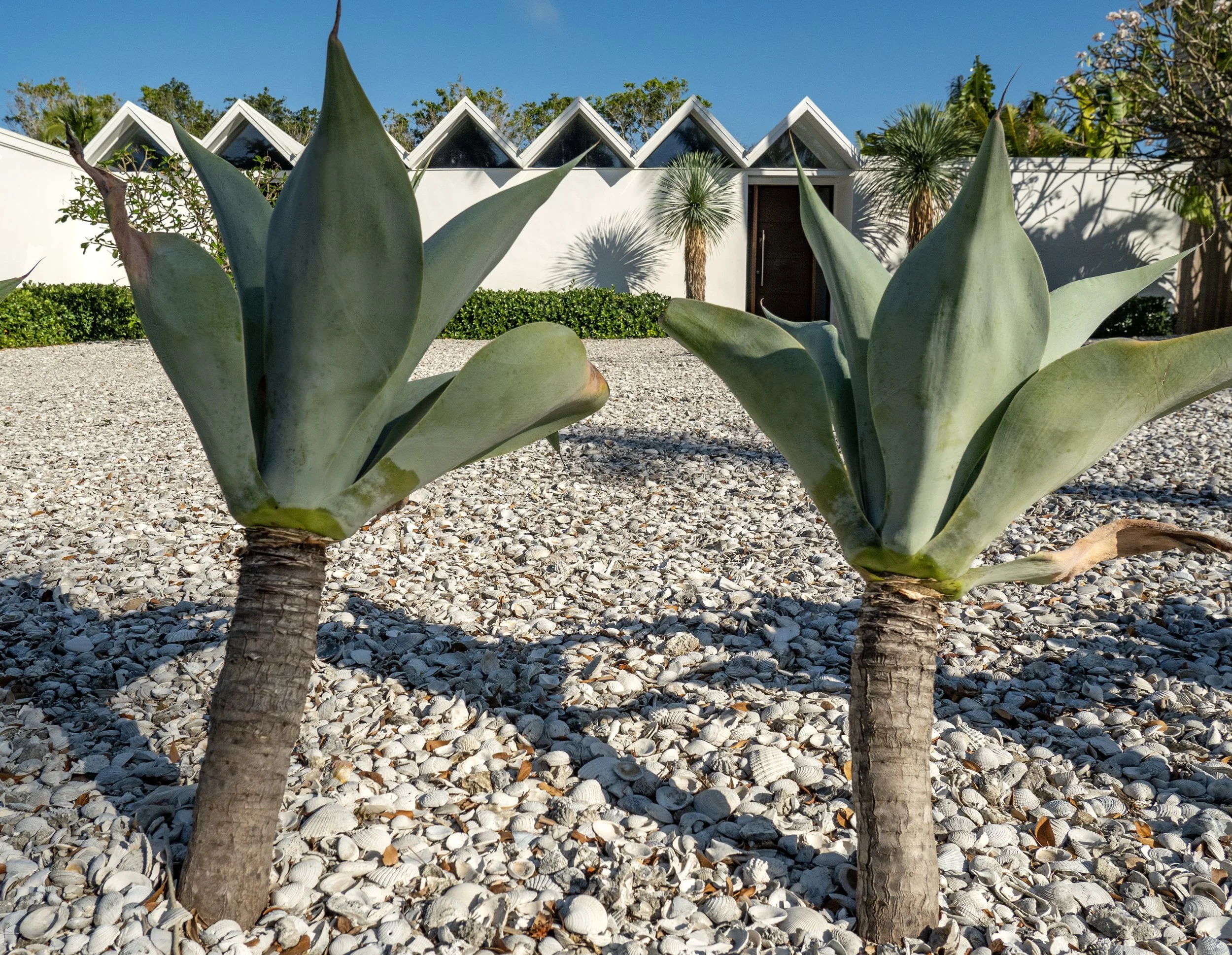 Succulents mirror folded roof, Sarasota, FL