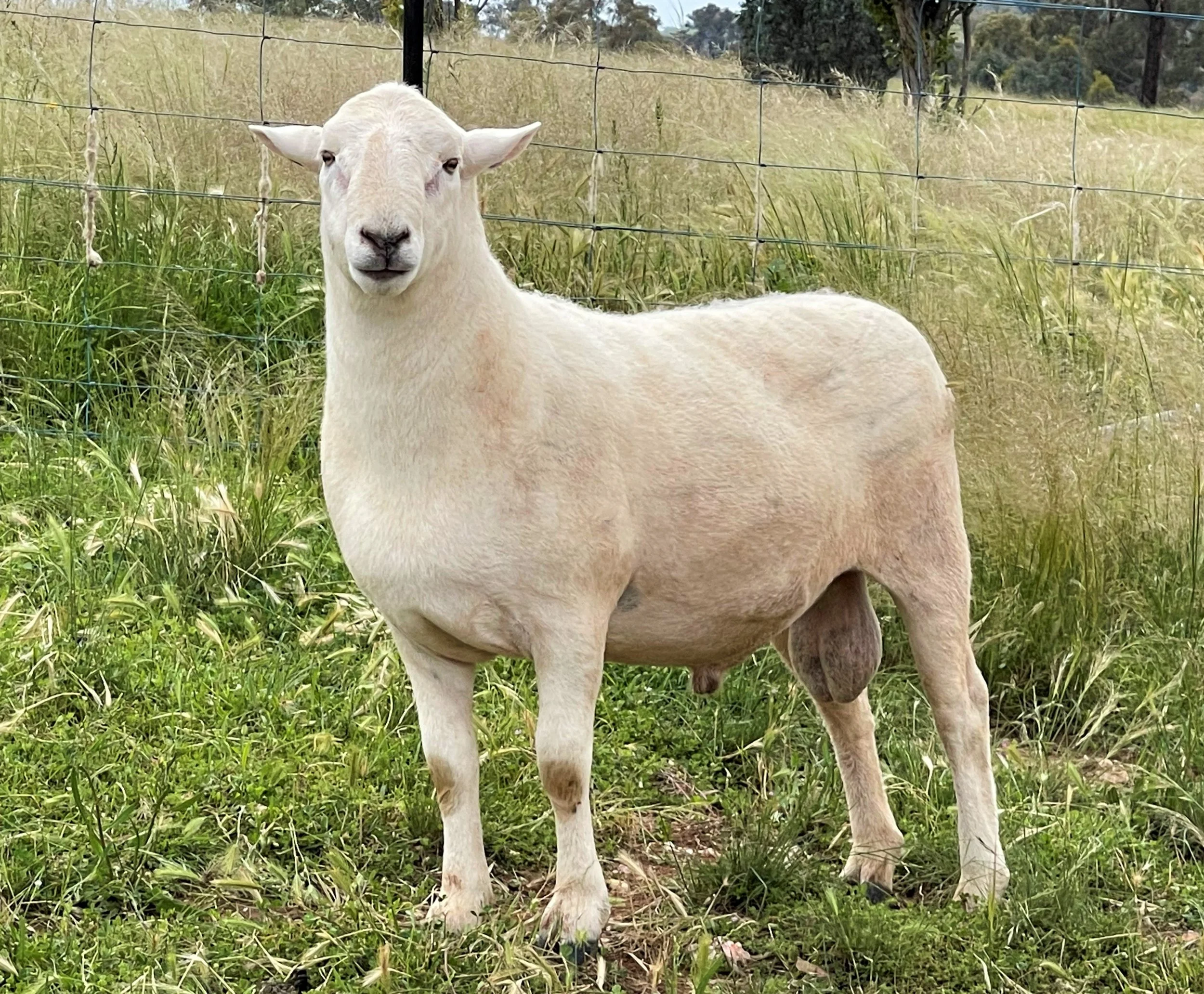 RAM (2).jpg
