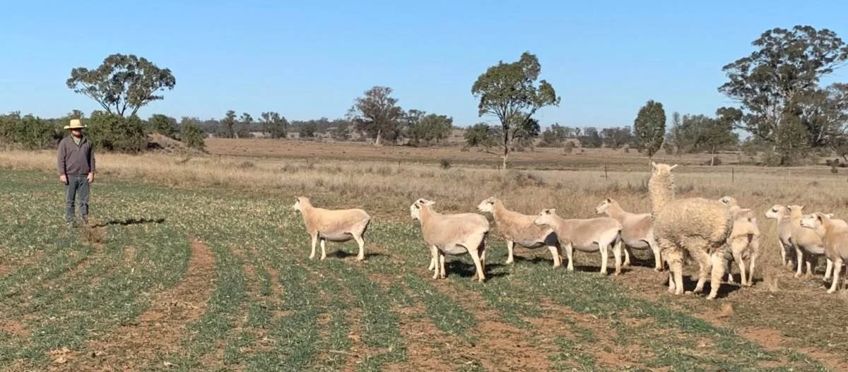 the land oct 2019.jpg