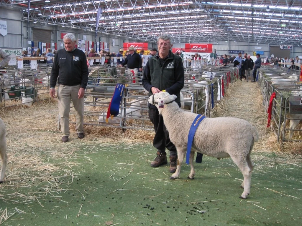 thumb_Sheep Judging 2014 010_1024 (1).jpg