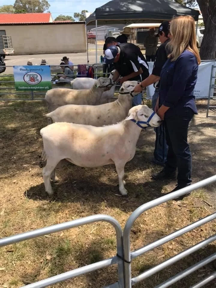 the ram lineup.jpg
