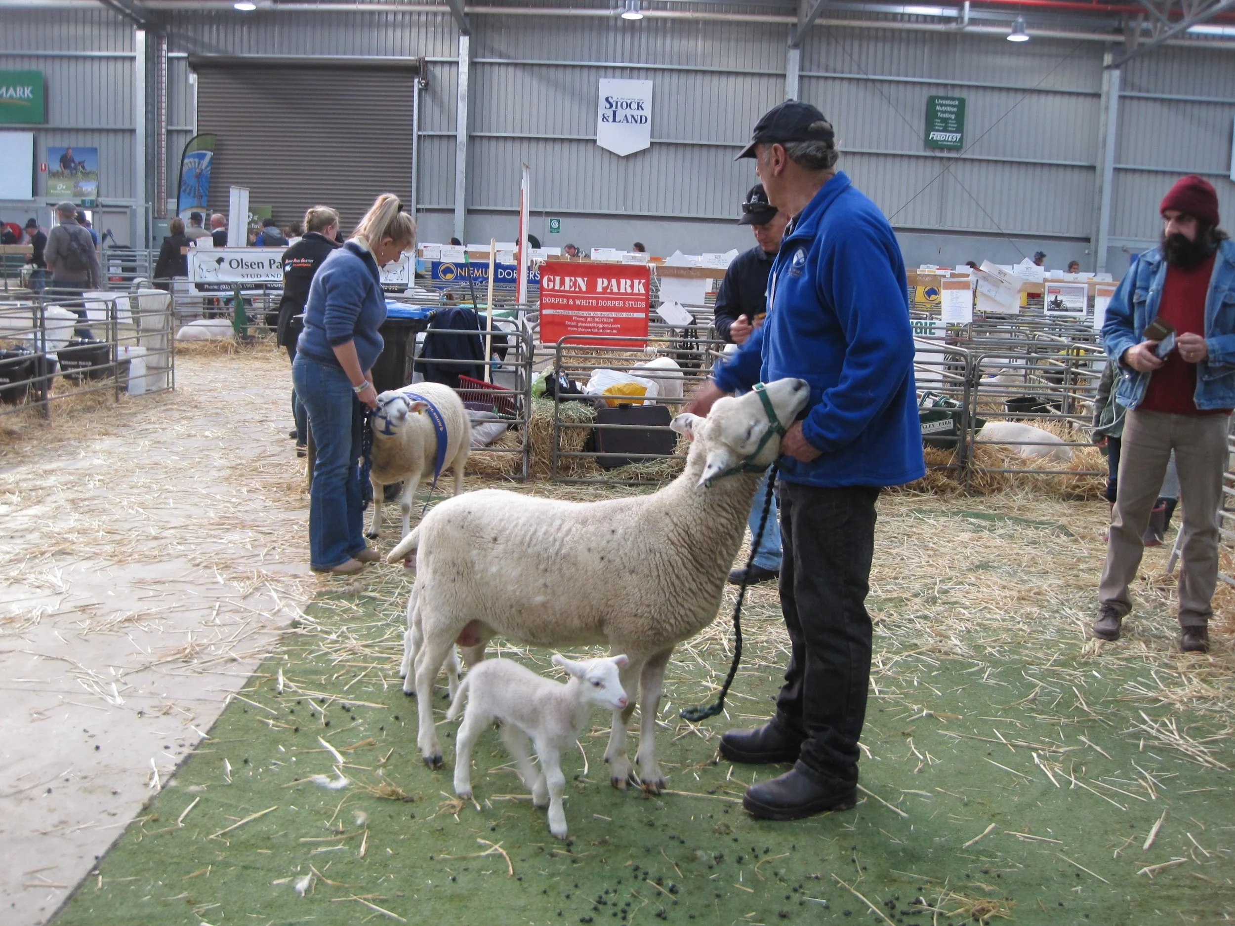 Sheep Judging 2014 027.jpeg