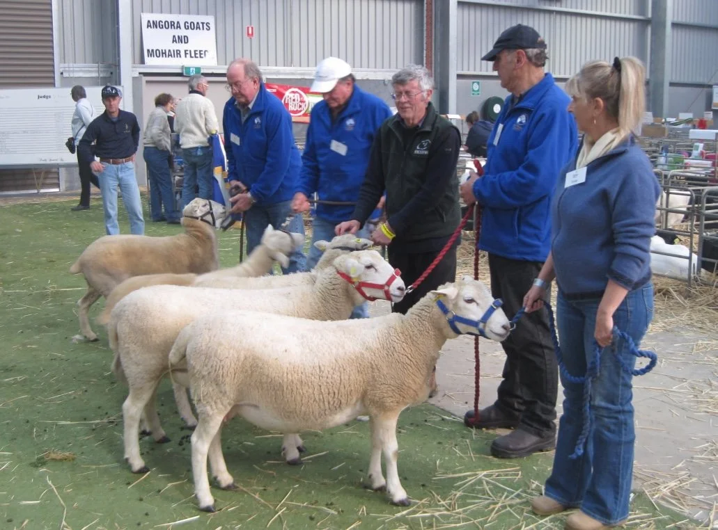 thumb_Sheep Judging 2014 017_1024.jpg