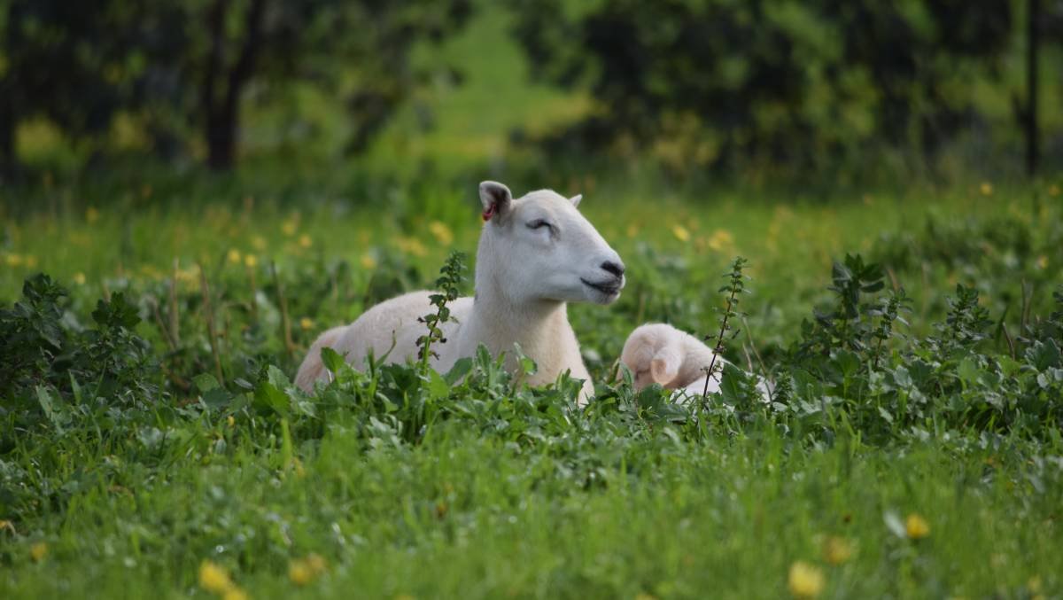 holistic land care link.jpg