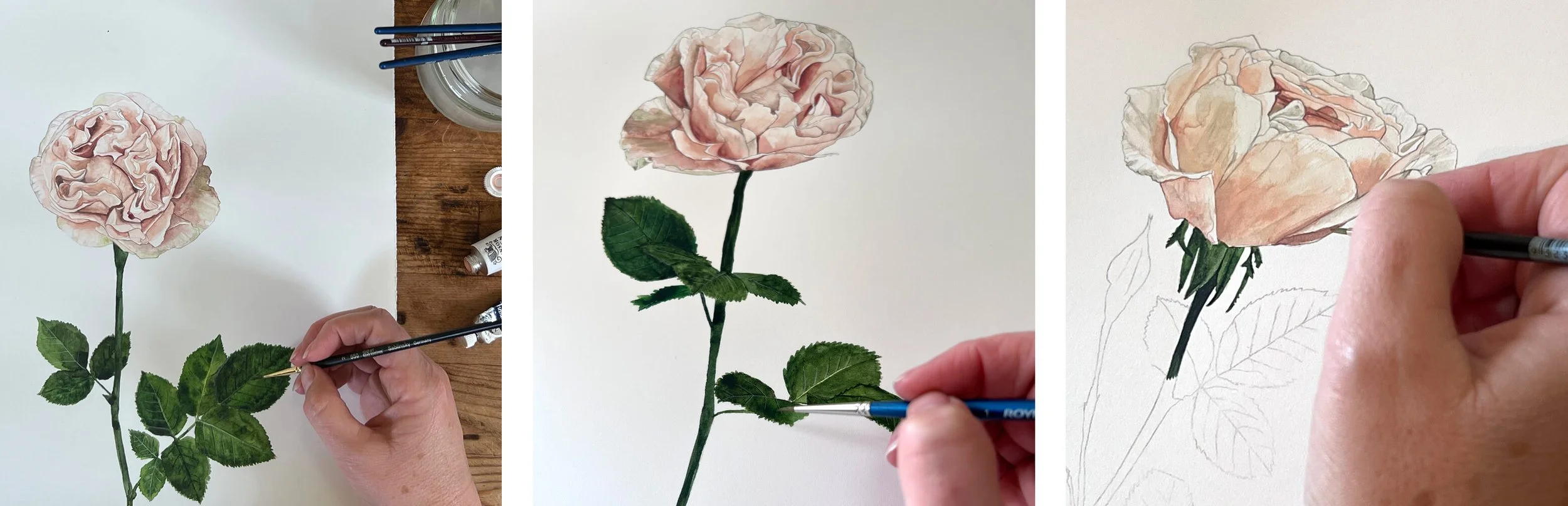 Hand-painted rose botanical illustrations created for Une Piece bespoke floral textile print.