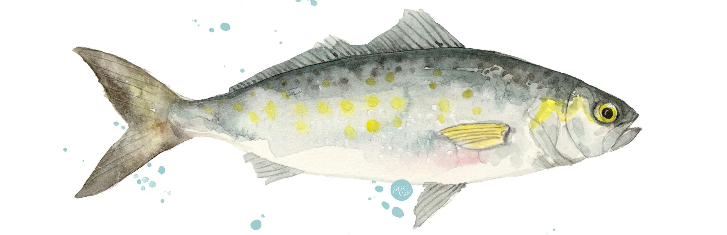 Watercolour illustration of an Australian Salmon.