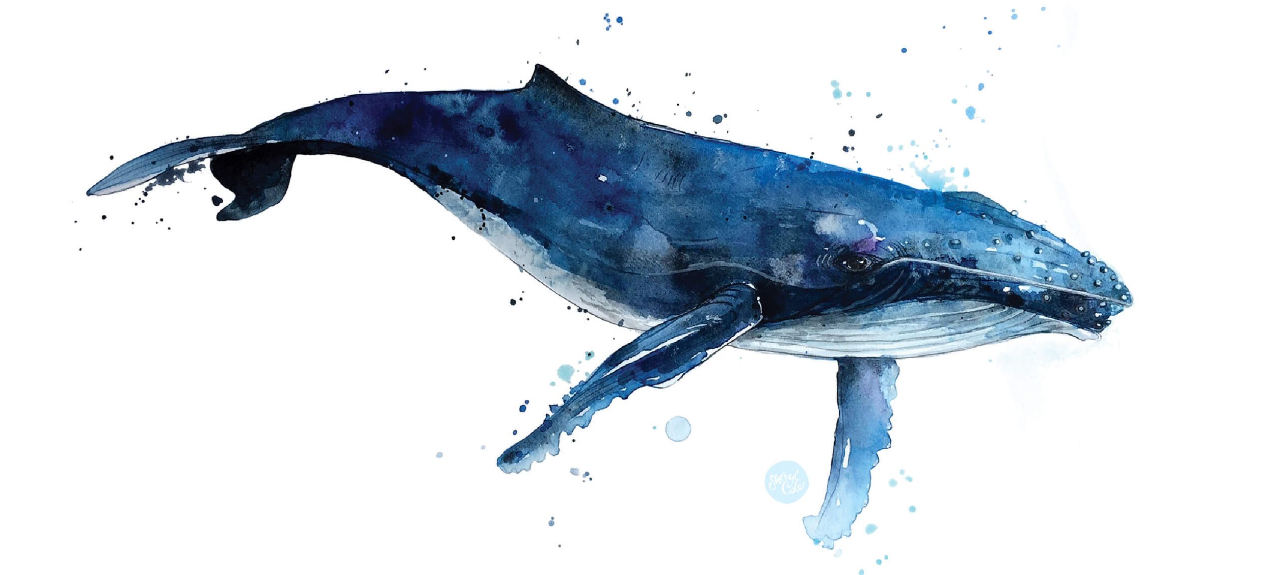 Hand-painted watercolour Humpback whale illustration exploring ocean movement and natural stillness.