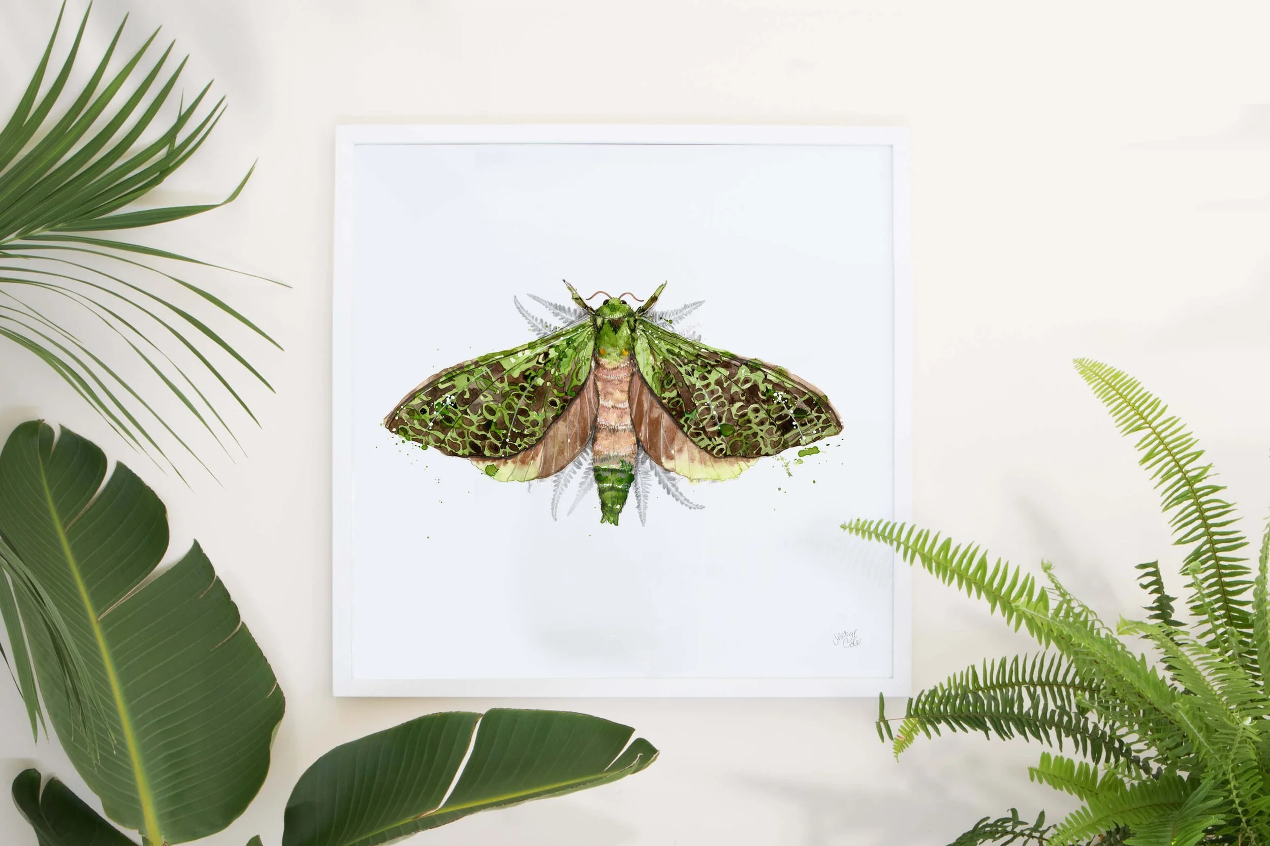 Watercolour illustration of the Puriri Moth, New Zealand’s largest native moth.