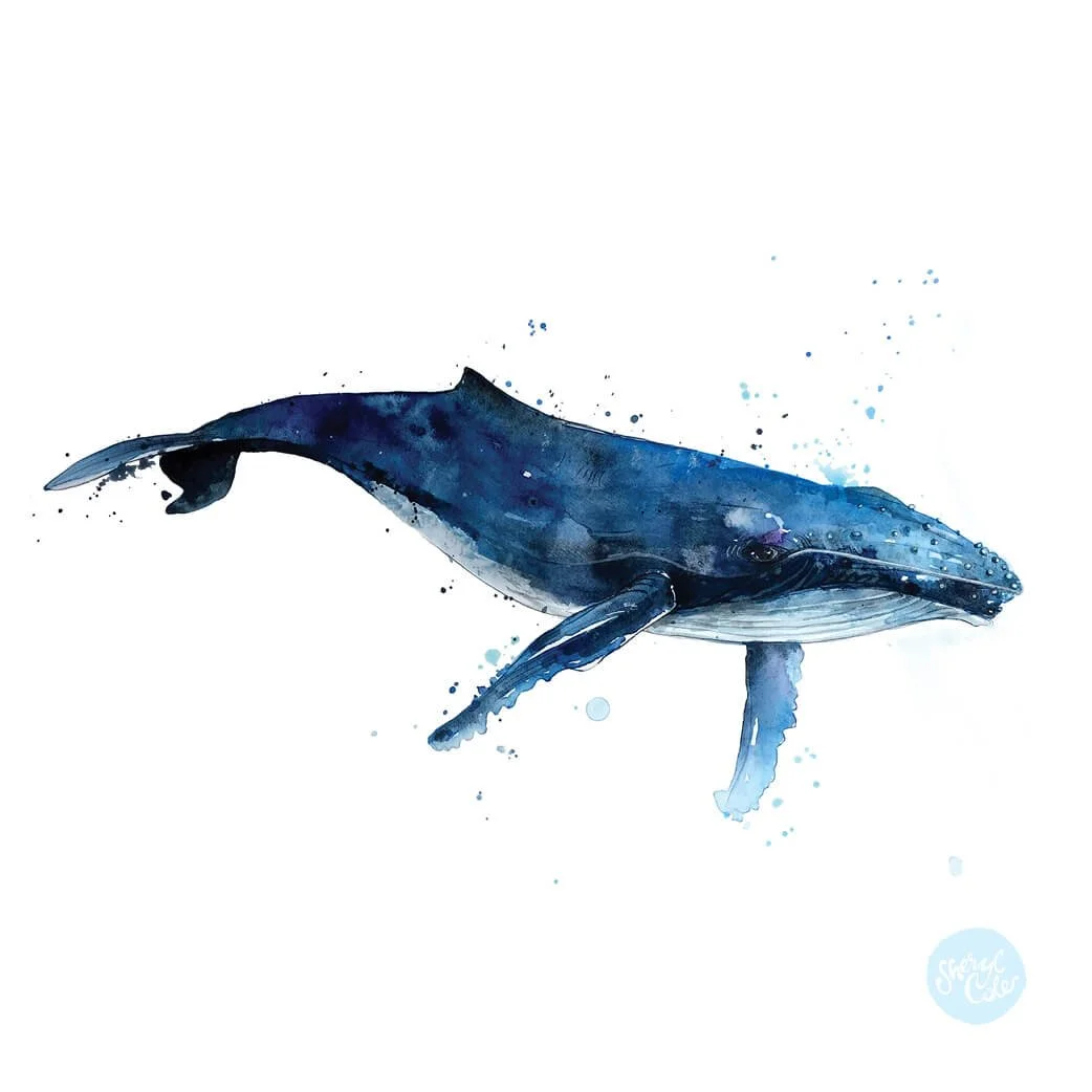 Whale Study