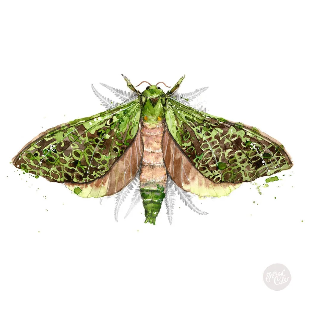 Puriri Moths