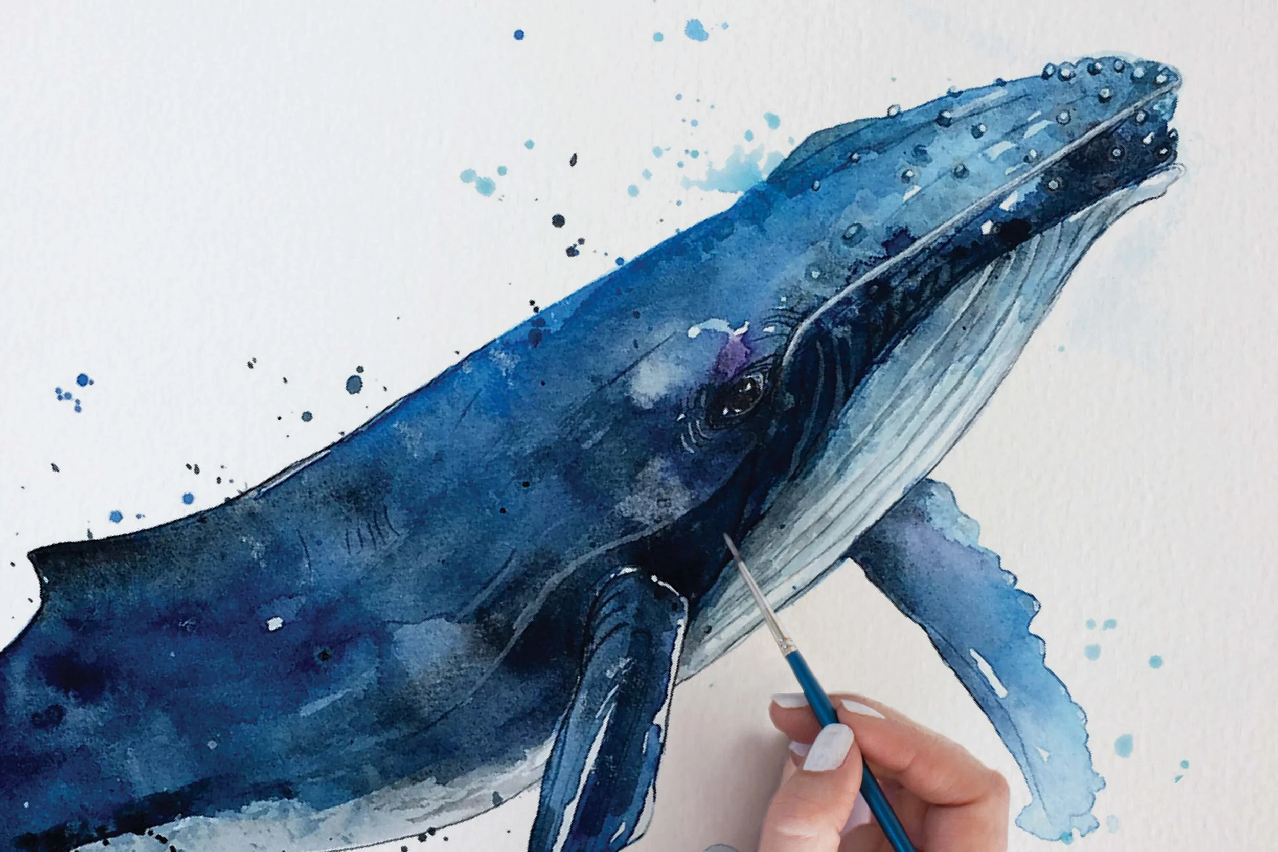 Hand-painted watercolour Humpback whale illustration exploring ocean movement and natural stillness.