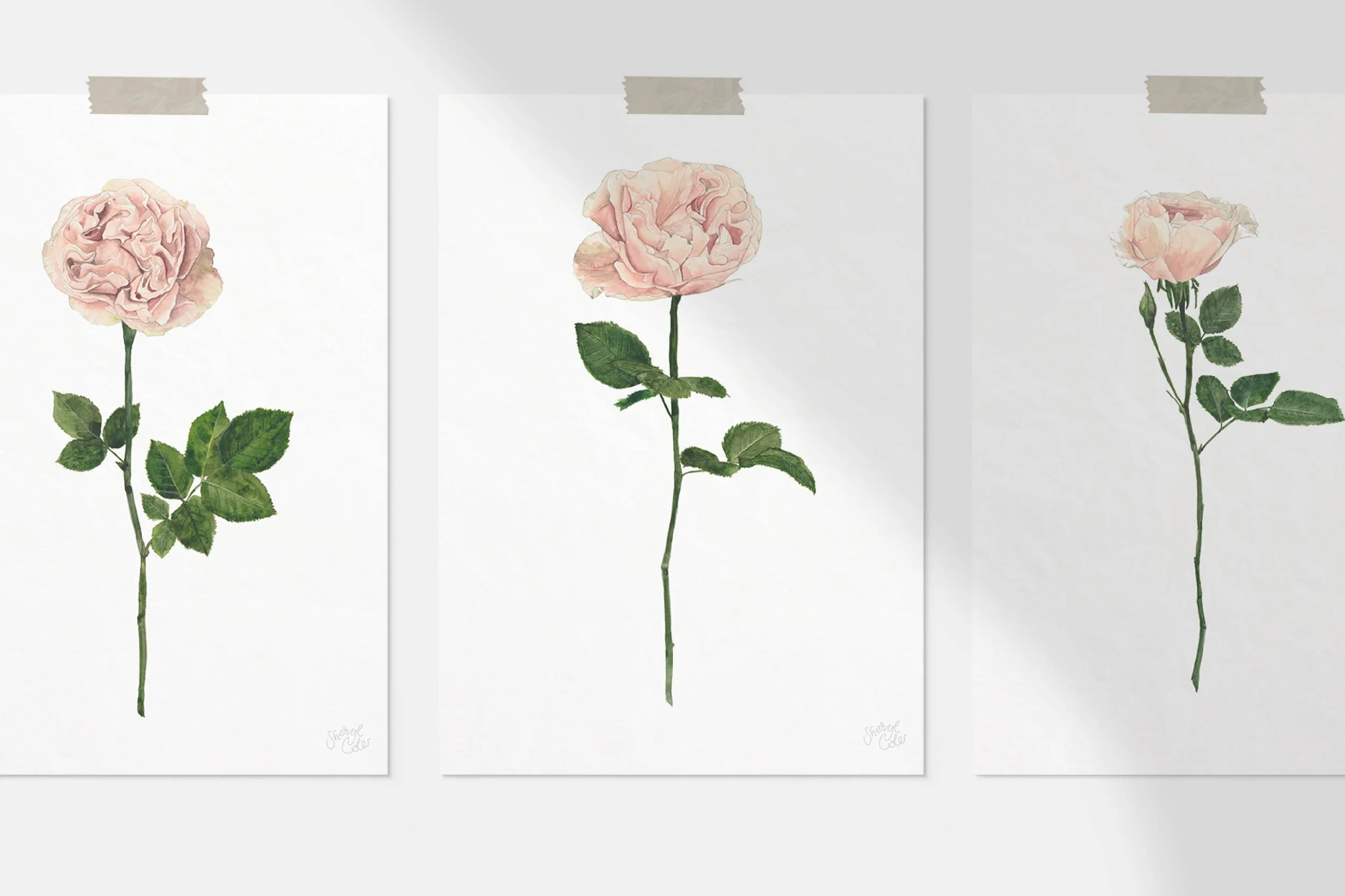 Hand-painted rose botanical illustrations created for Une Piece bespoke floral textile print.