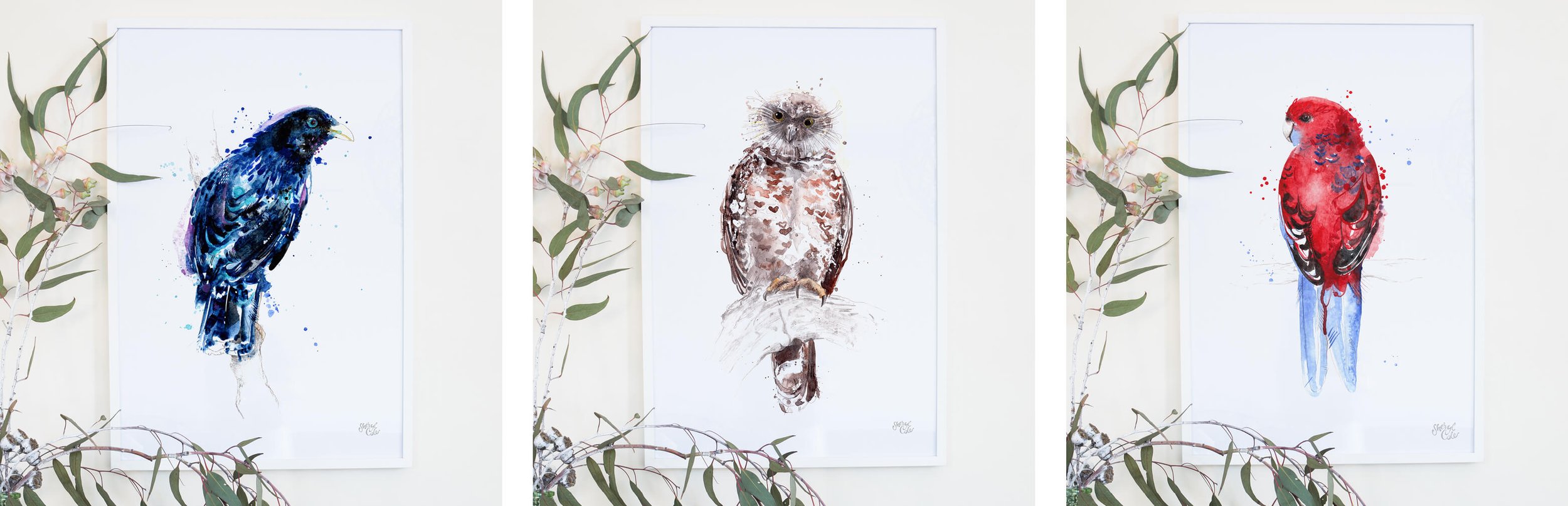 Hand-painted Australian native bird illustrations created in pencil and watercolour as part of an illustrated feathered friends collection.