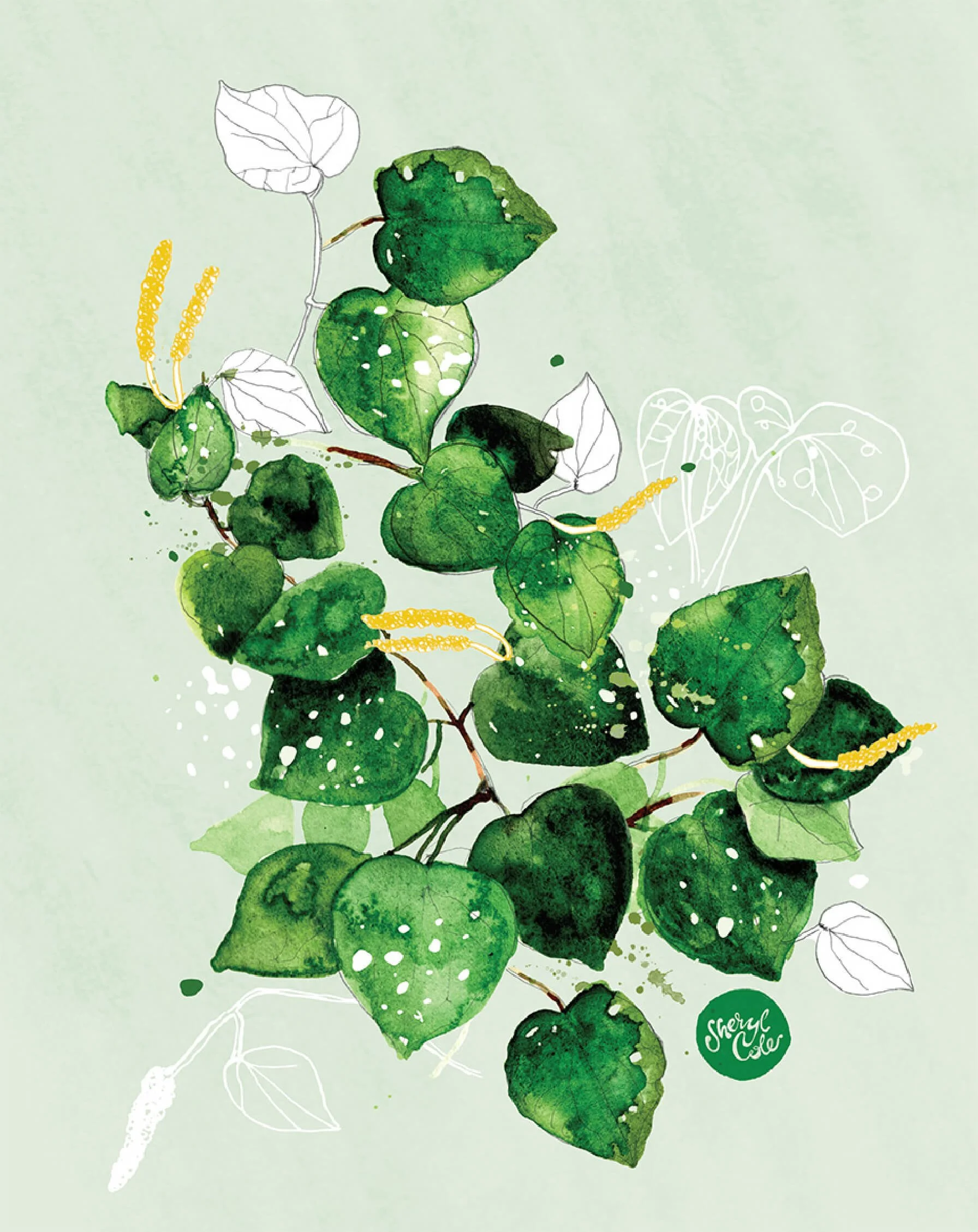 Hand-painted watercolour botanical illustration of Kawakawa, a native New Zealand medicinal plant with heart-shaped leaves.