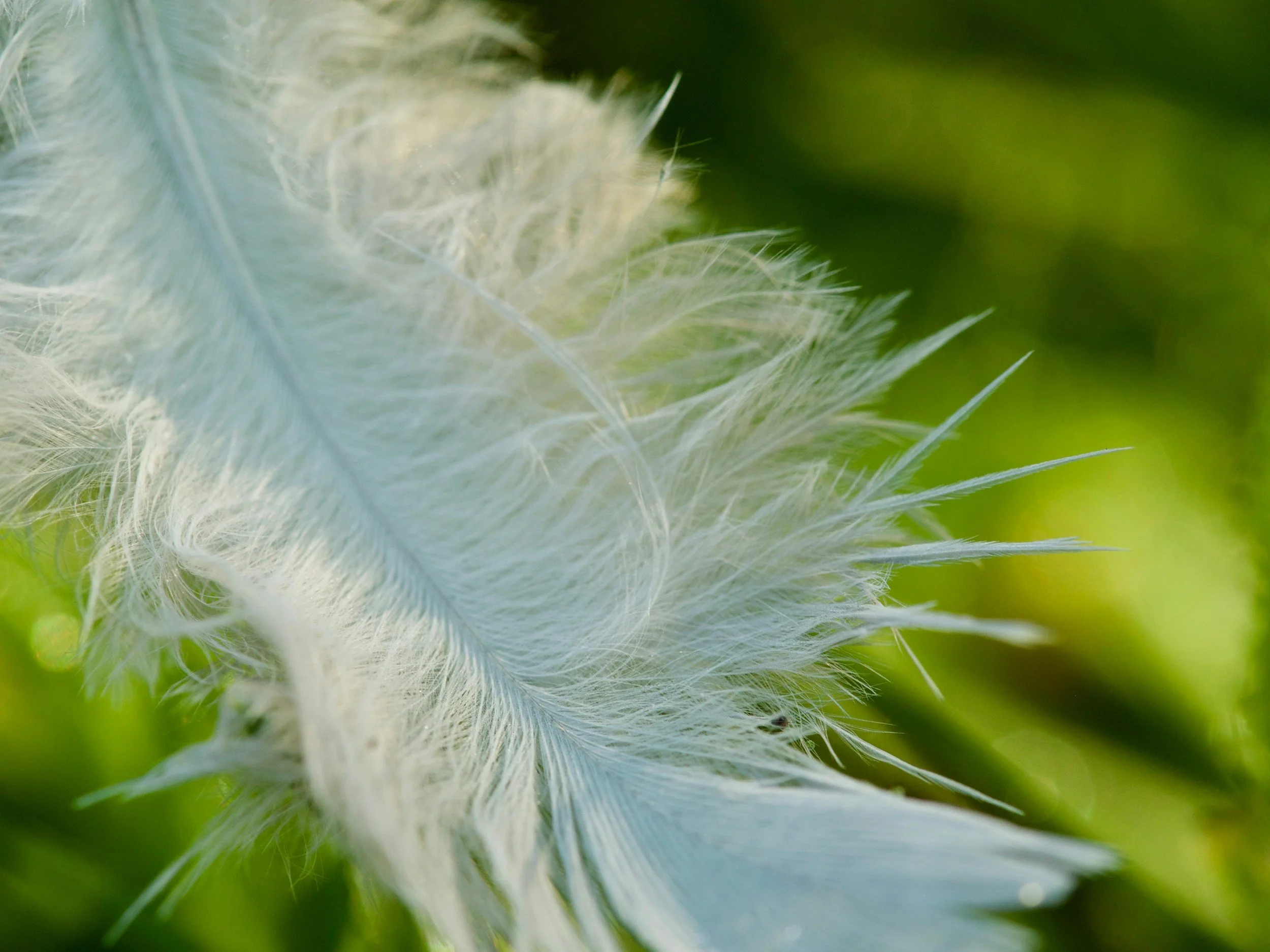 Close-up of a white feather with a blurred green background.