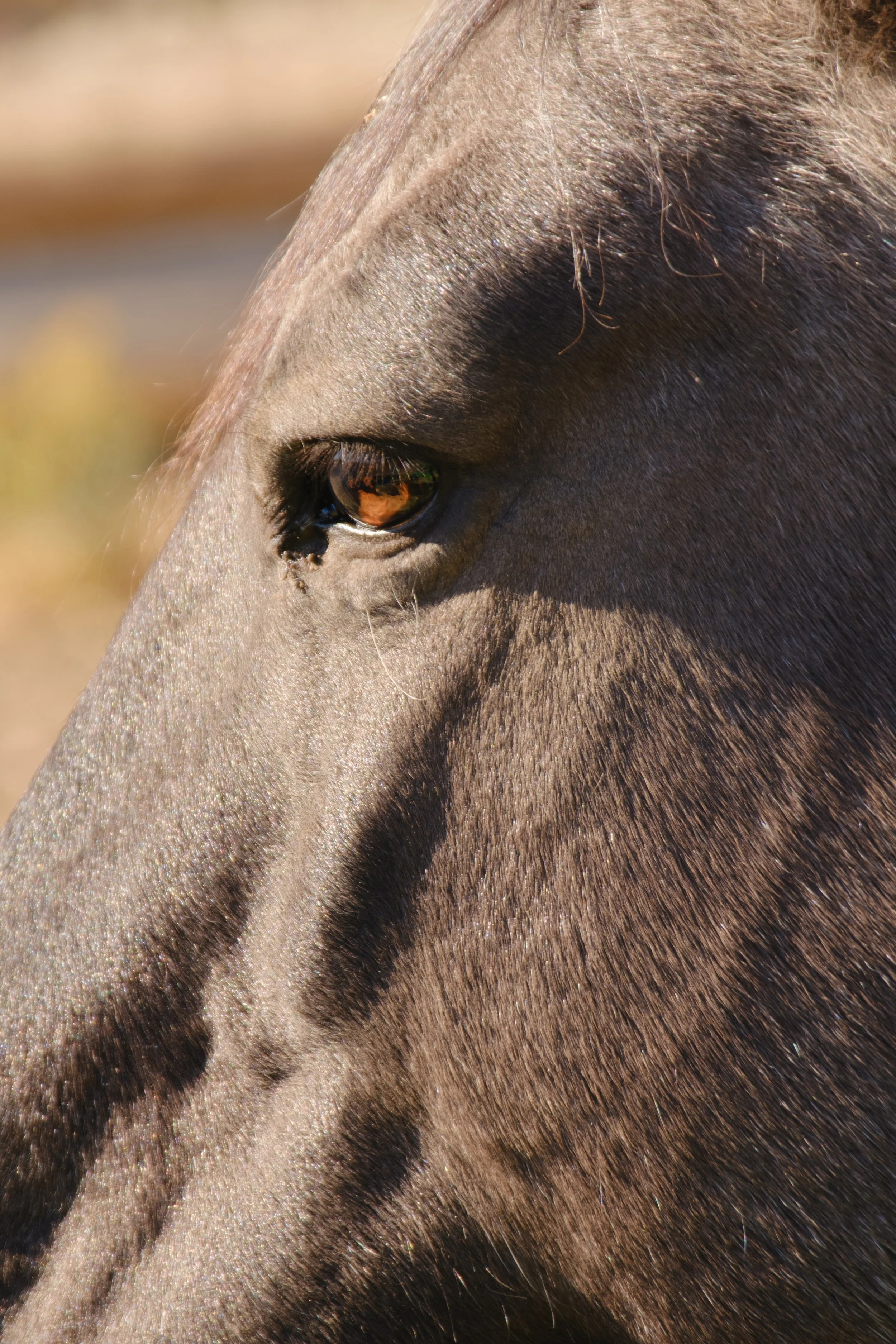 applejackranch12.jpg