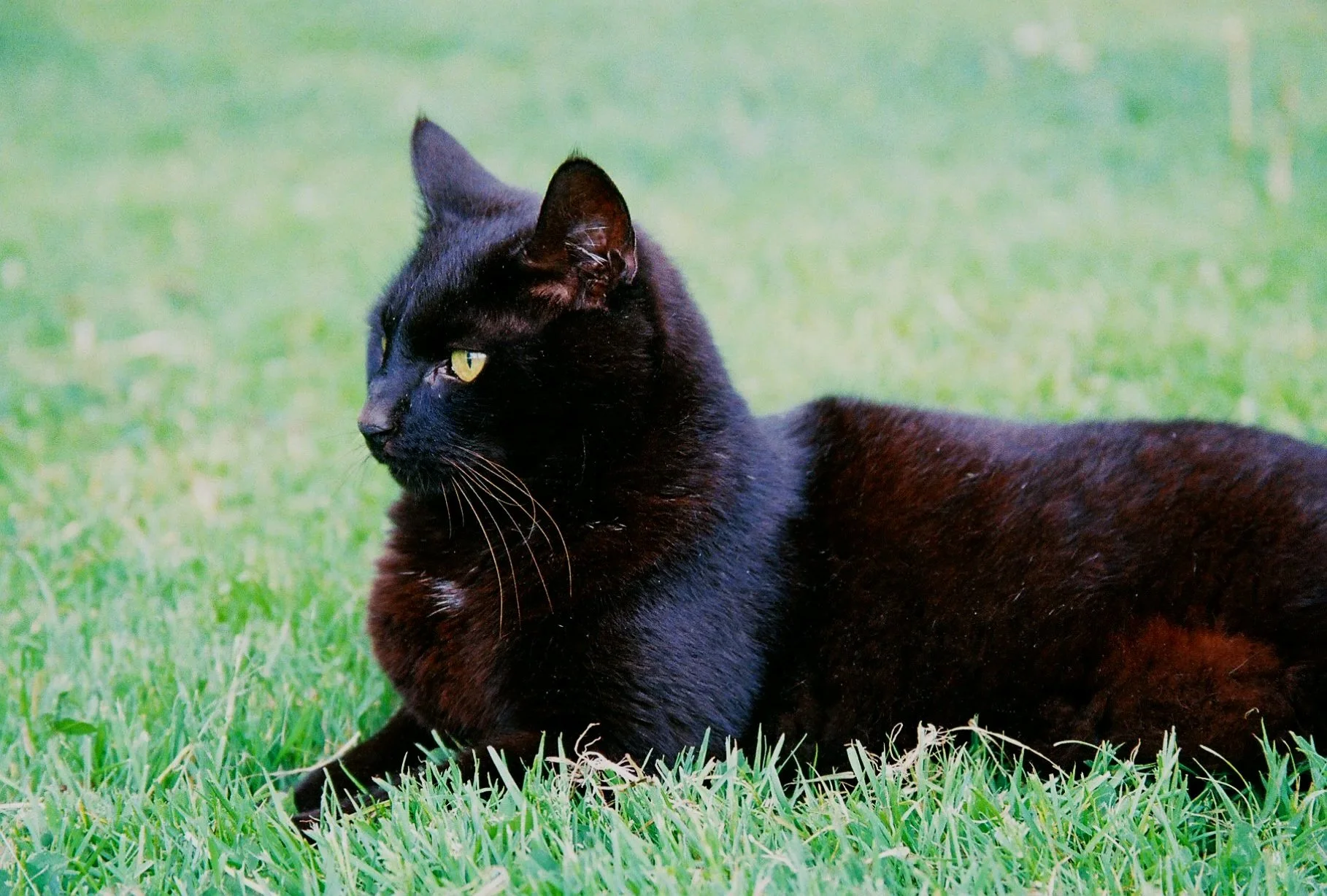 Pet6046_Pet6046-R1-008-2A.jpg
