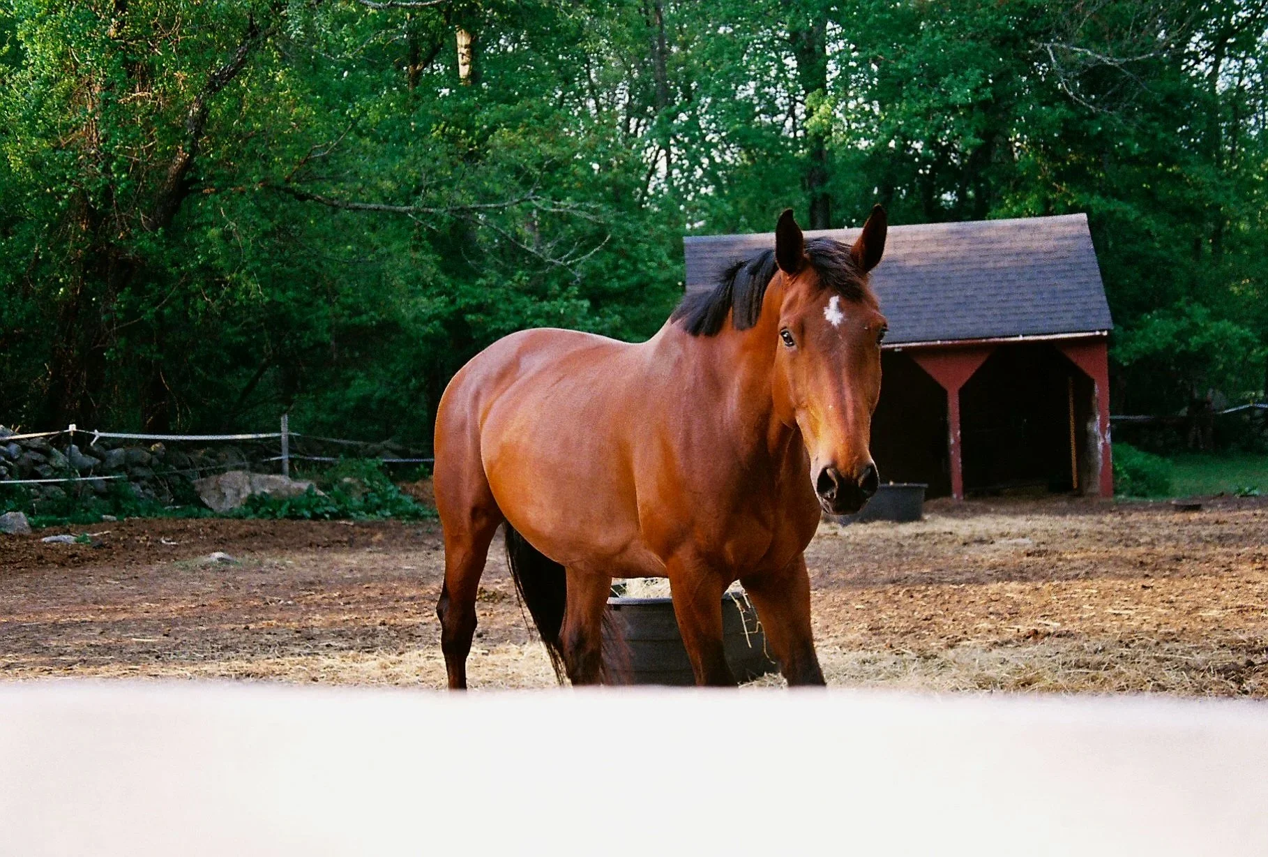 Pet6046_Pet6046-R1-018-7A.jpg