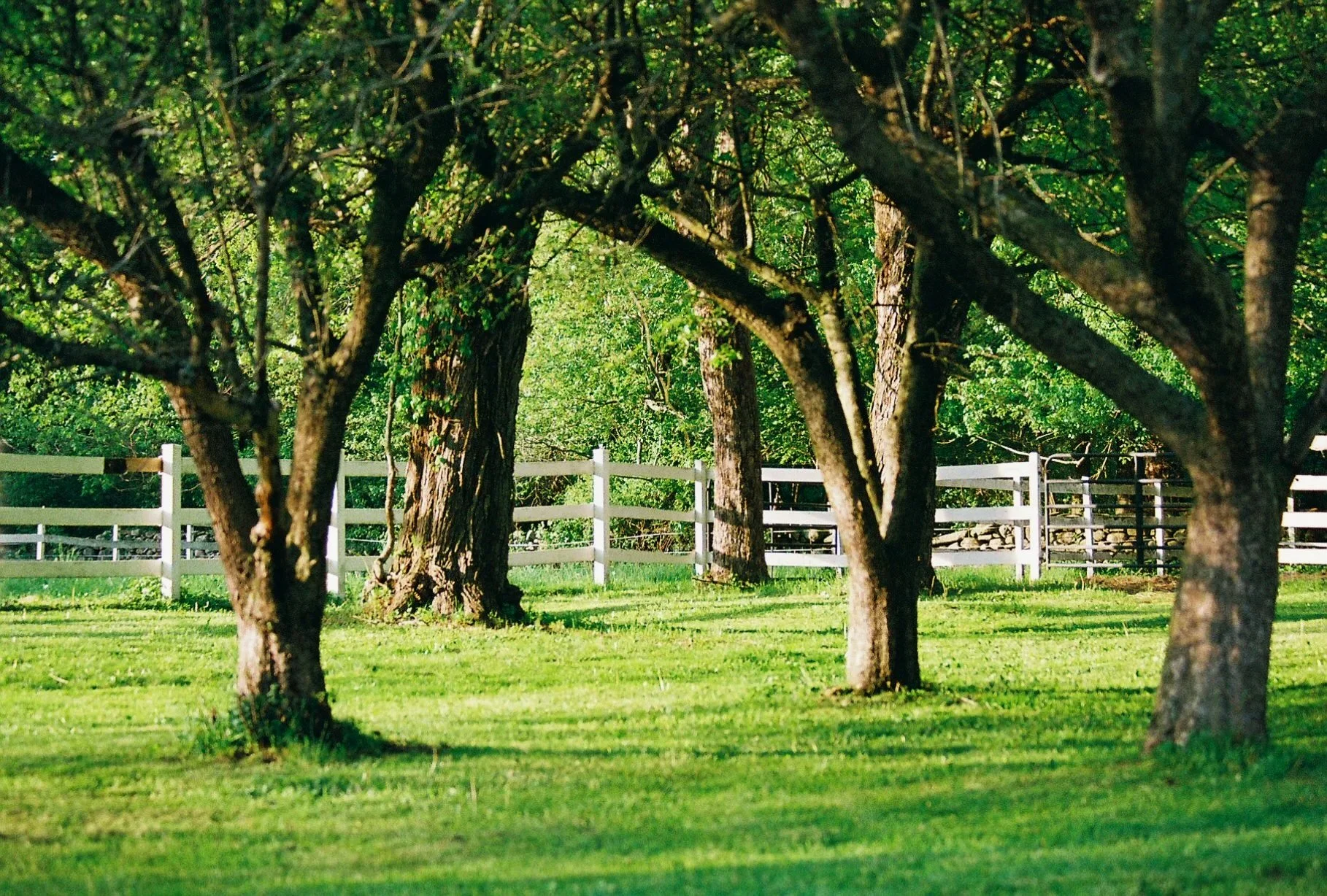 Pet6046_Pet6046-R1-036-16A.jpg