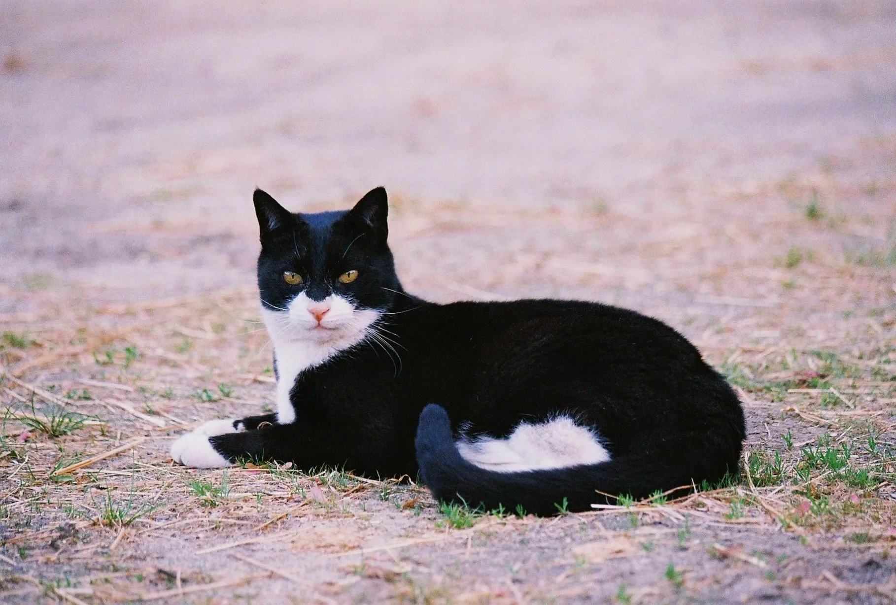 Pet6046_Pet6046-R1-076-36A.jpg