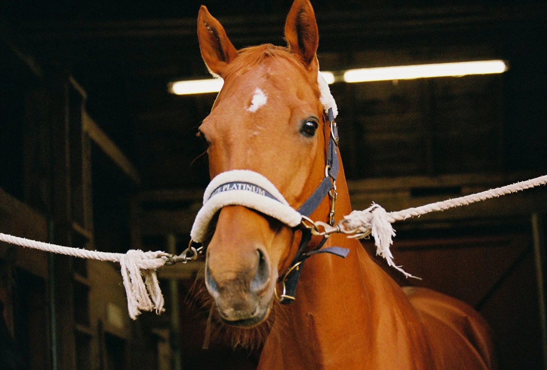 Pet6046_Pet6046-R1-046-21A.jpg