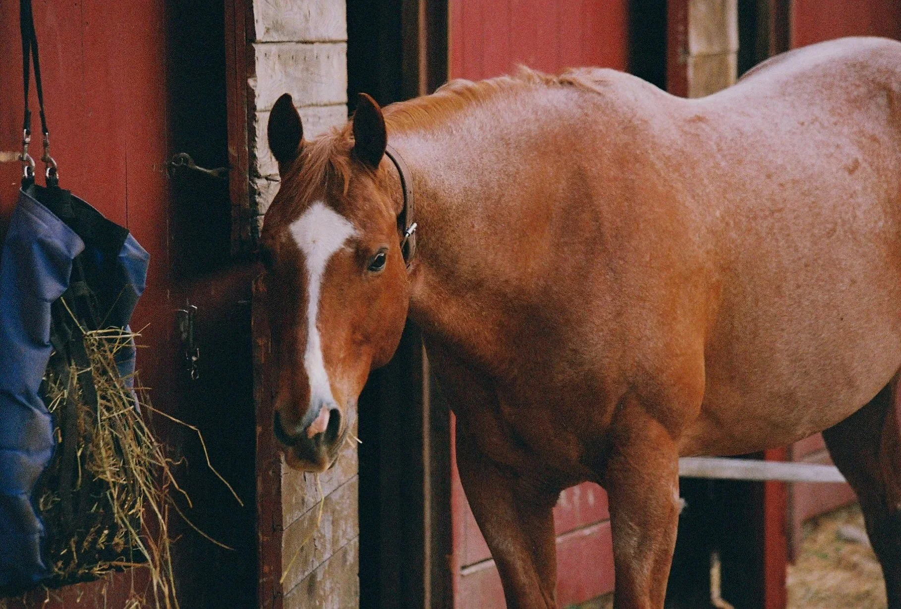 Pet6046_Pet6046-R1-052-24A.jpg