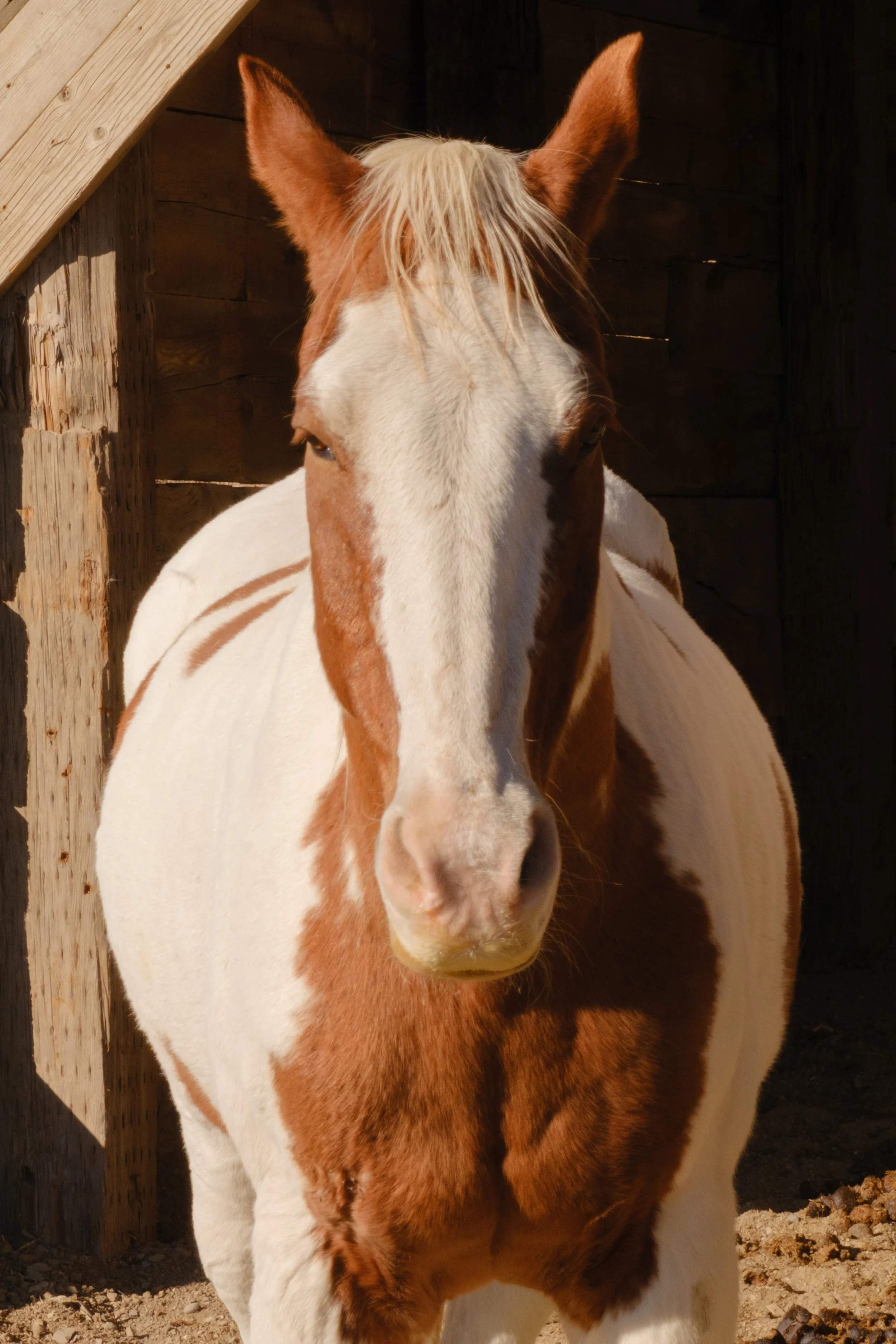 applejackranch10.jpg
