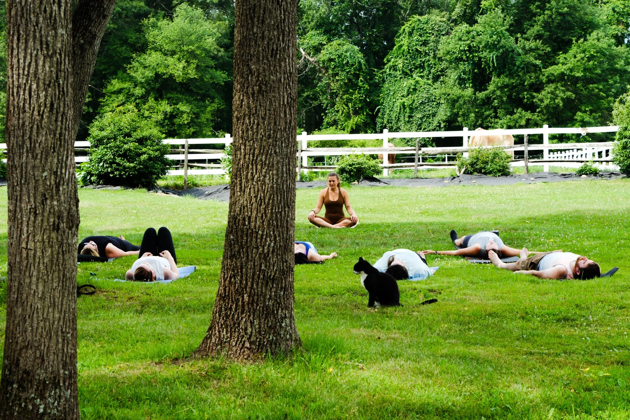yogatredrock46.jpg