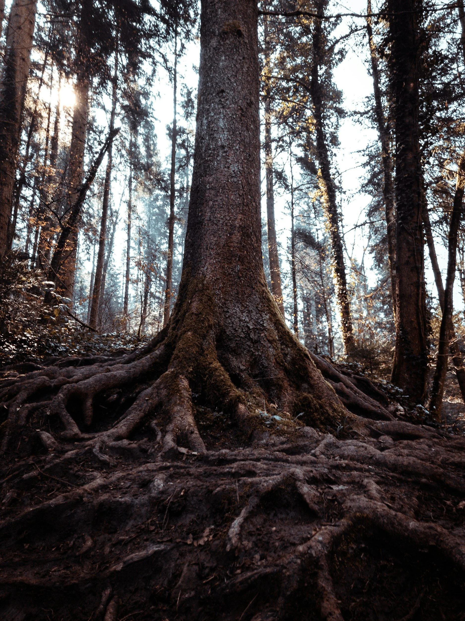 Tree with deep roots representing a root-cause approach to mental health care
