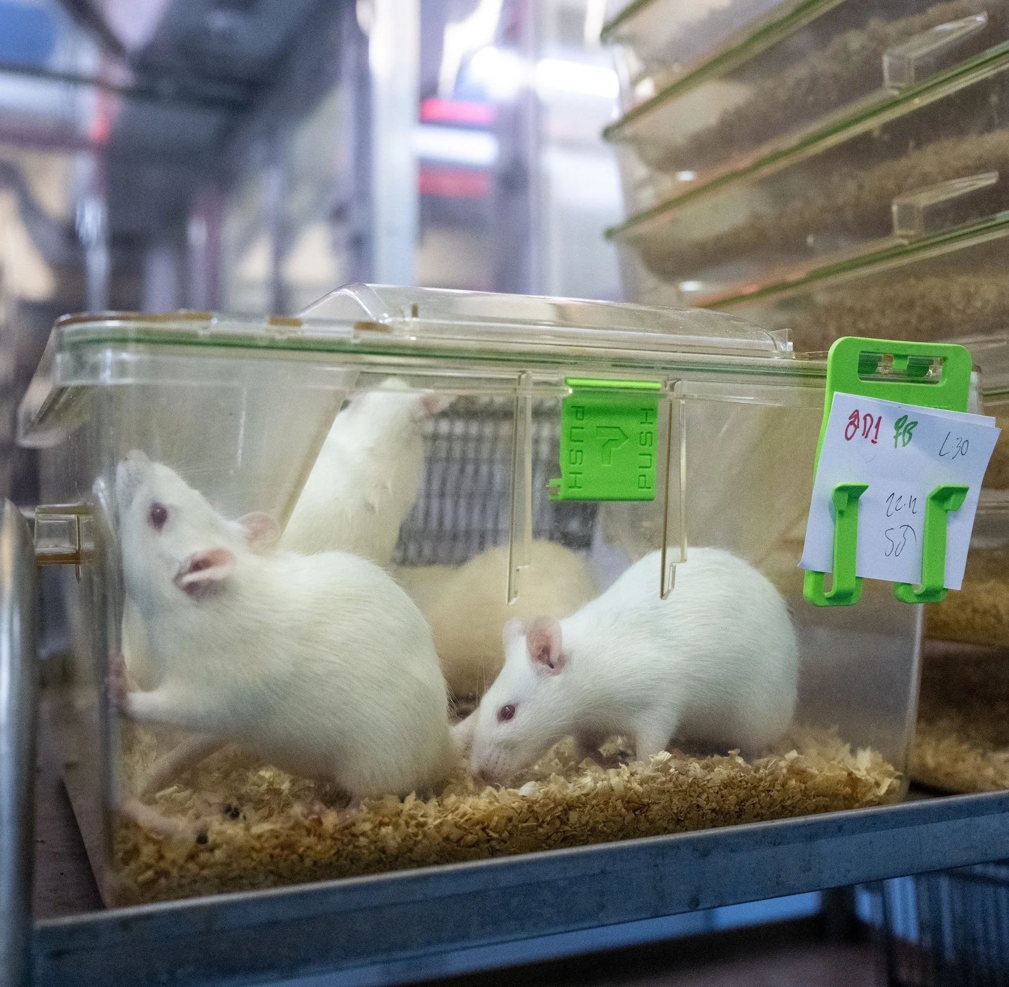 Ratas blancas en una jaula con cama de virutas y etiquetas de laboratorio