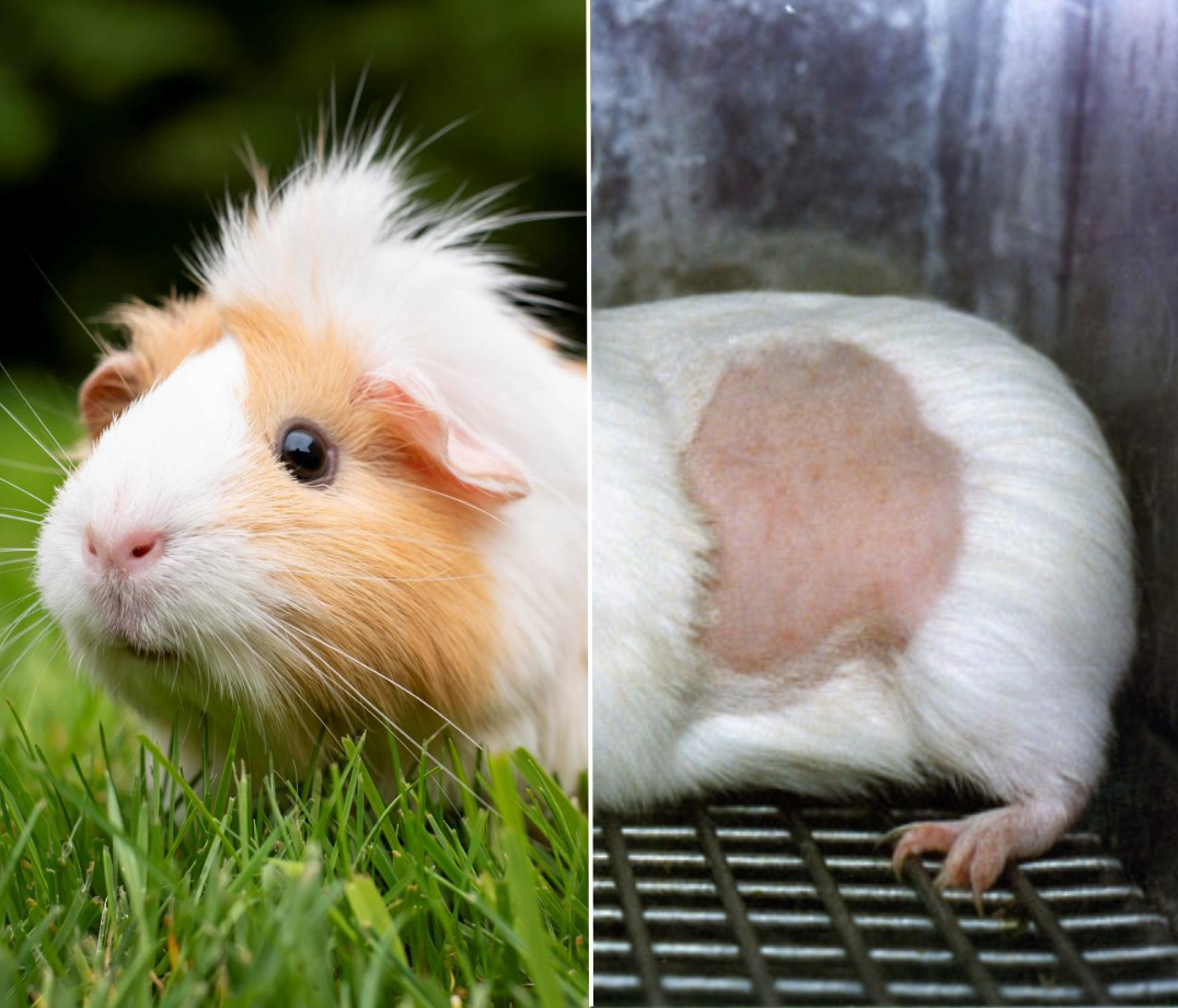 Un cobayo de color blanco y marrón con pelo largo en un entorno exterior y un cobayo de color blanco con una herida en la espalda, en un ambiente de jaula
