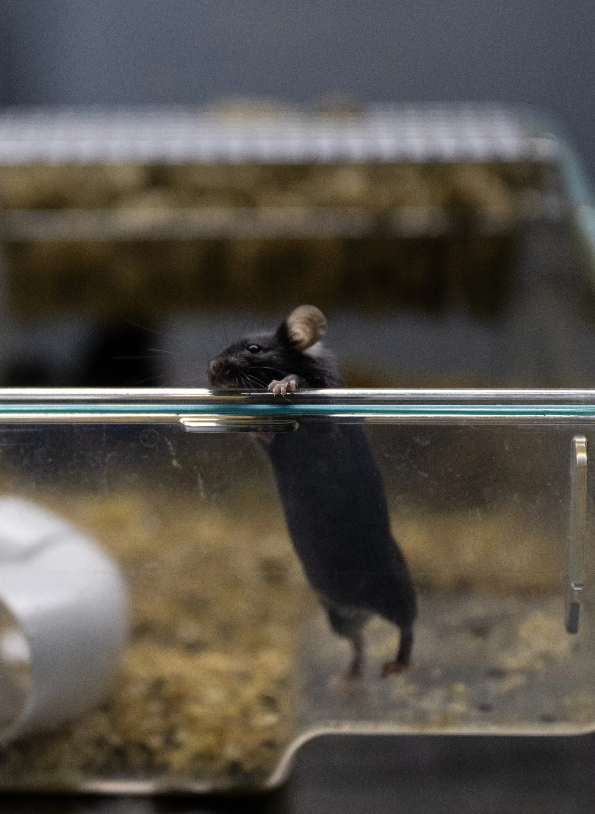 Ratón negro de tamaño pequeño con orejas grandes y cola larga, asomándose desde un jaula, en un entorno oscuro.