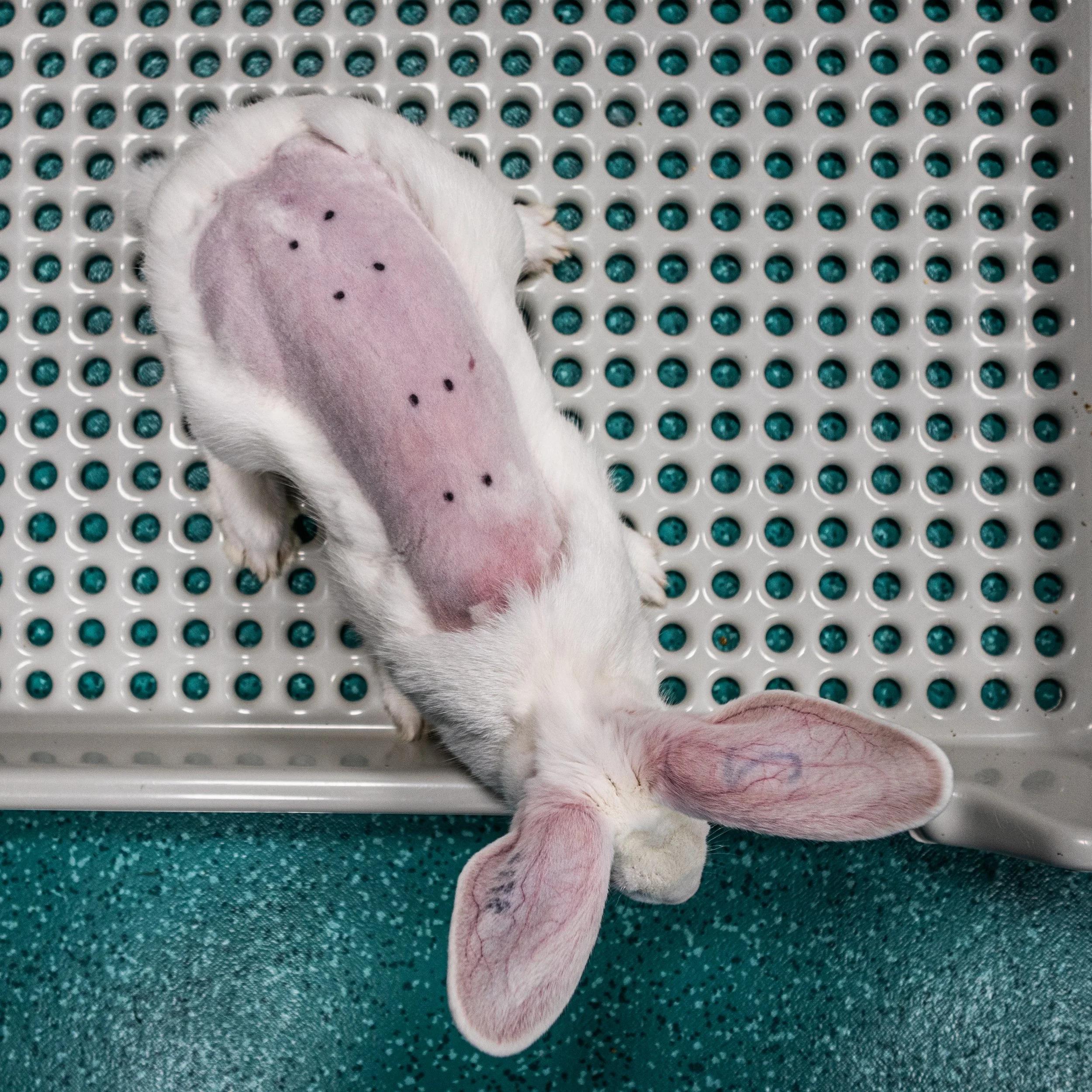 Conejo de laboratorio, de pelaje blanco con heridas en su lomo, en una superficie de rejilla blanca con puntos azules y verde. Está de pie, con la cabeza abajo.