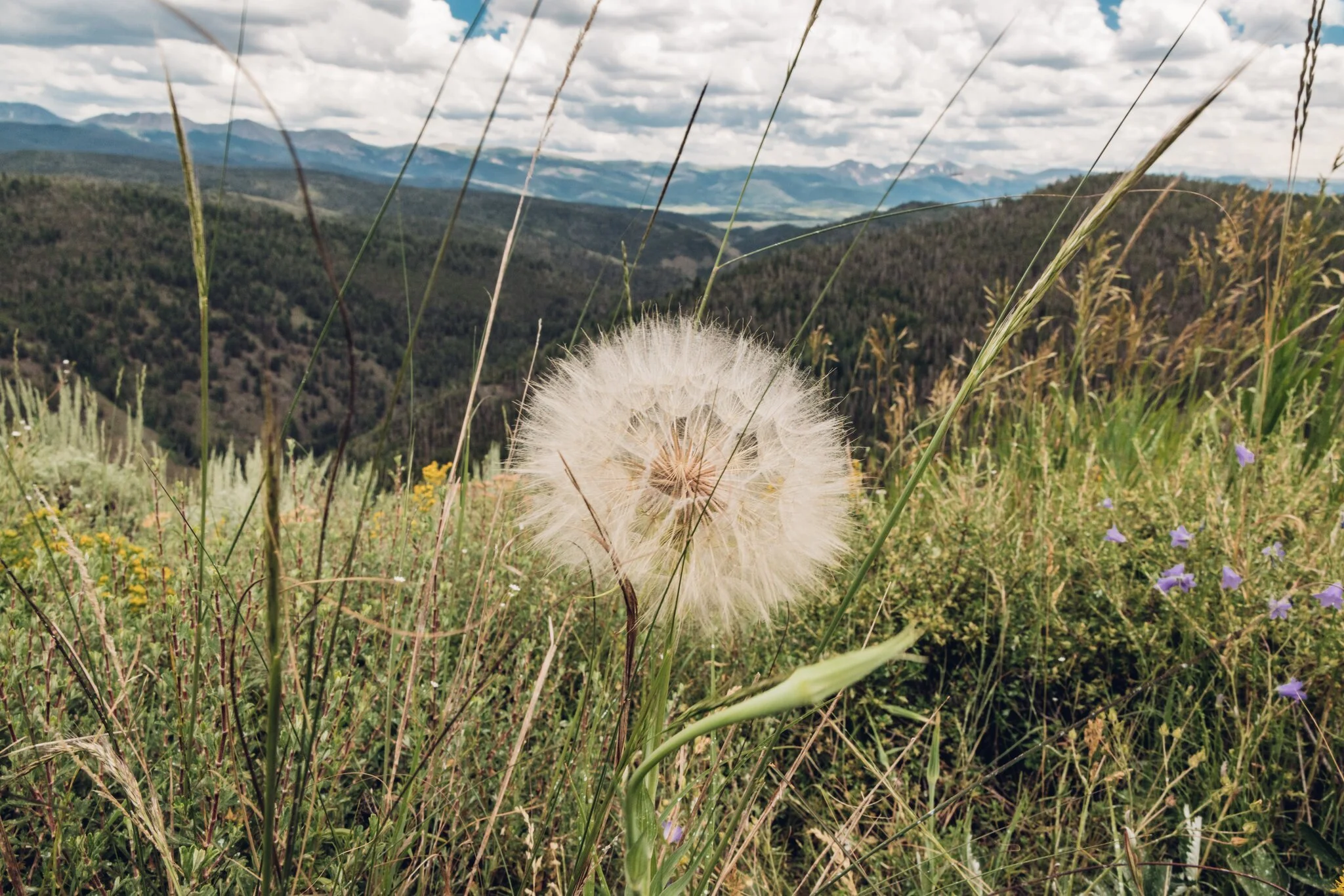 A landscape view of rugged hills and mountains under a partly cloudy sky, with tall grasses and wildflowers in the foreground and a dandelion seed head prominently visible.