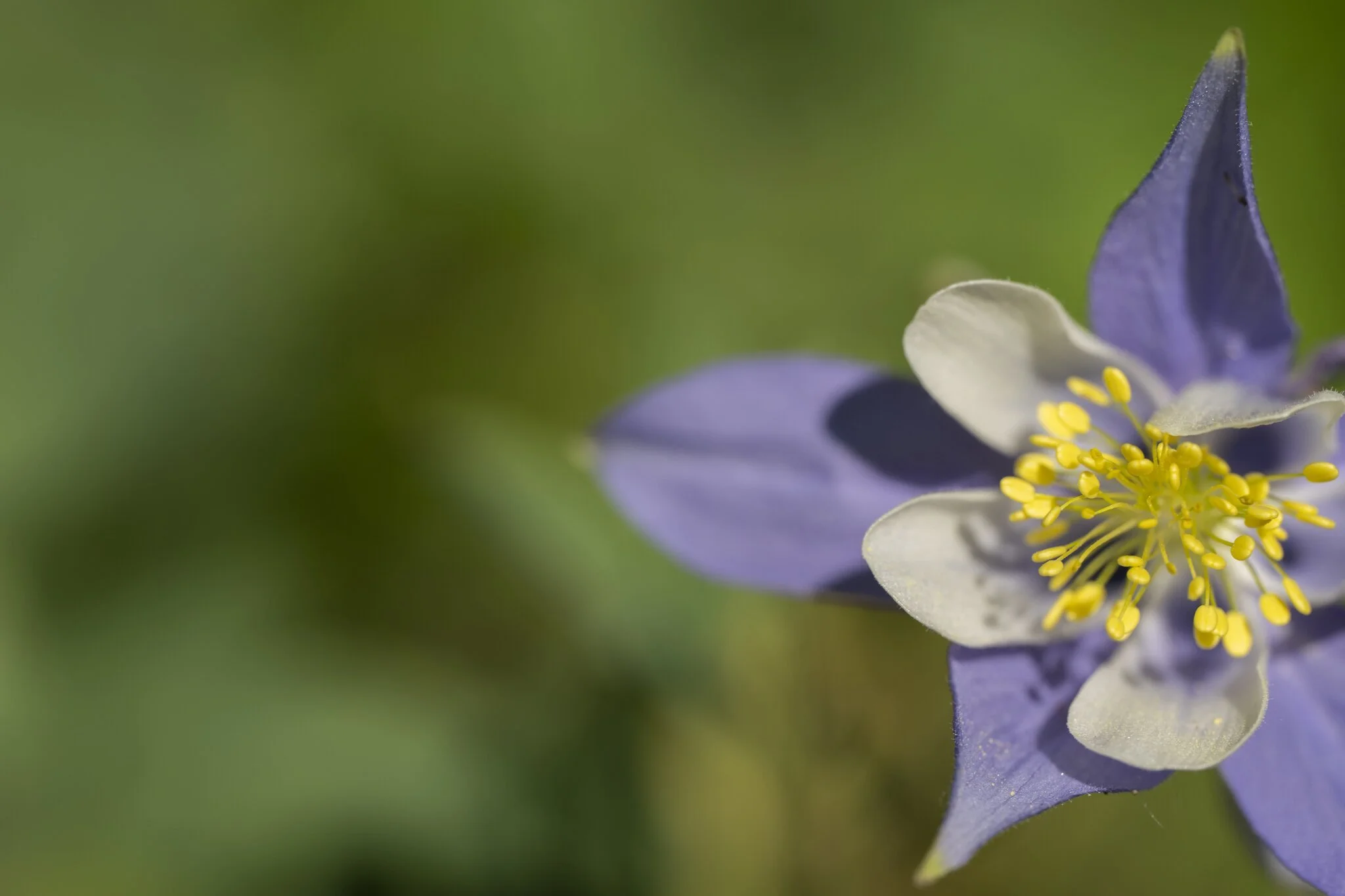 Close-up of a purple and white flower with yellow stamens, green blurred background.